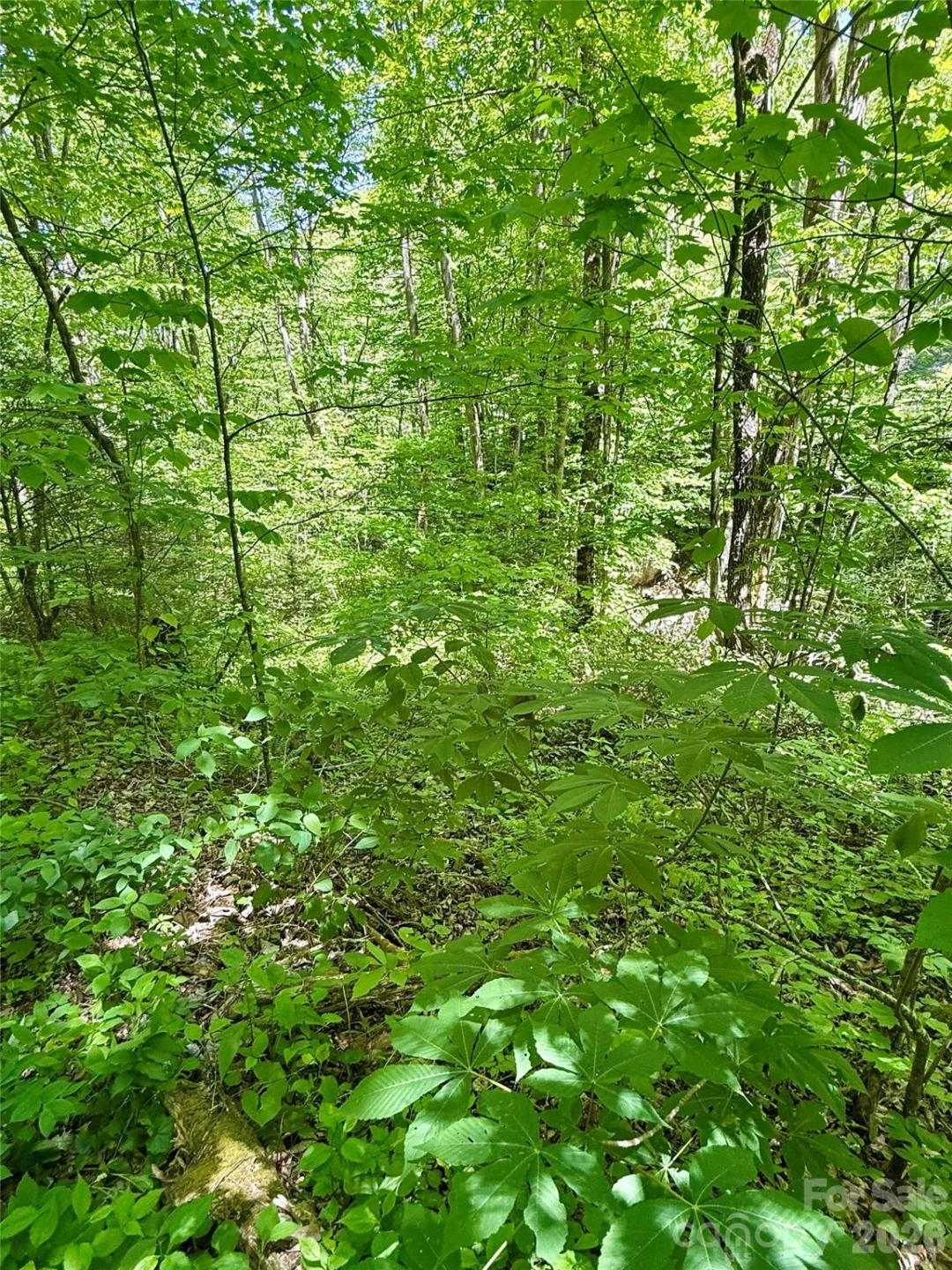 TBD Highway 107 None #Lot 1 - Photo 11