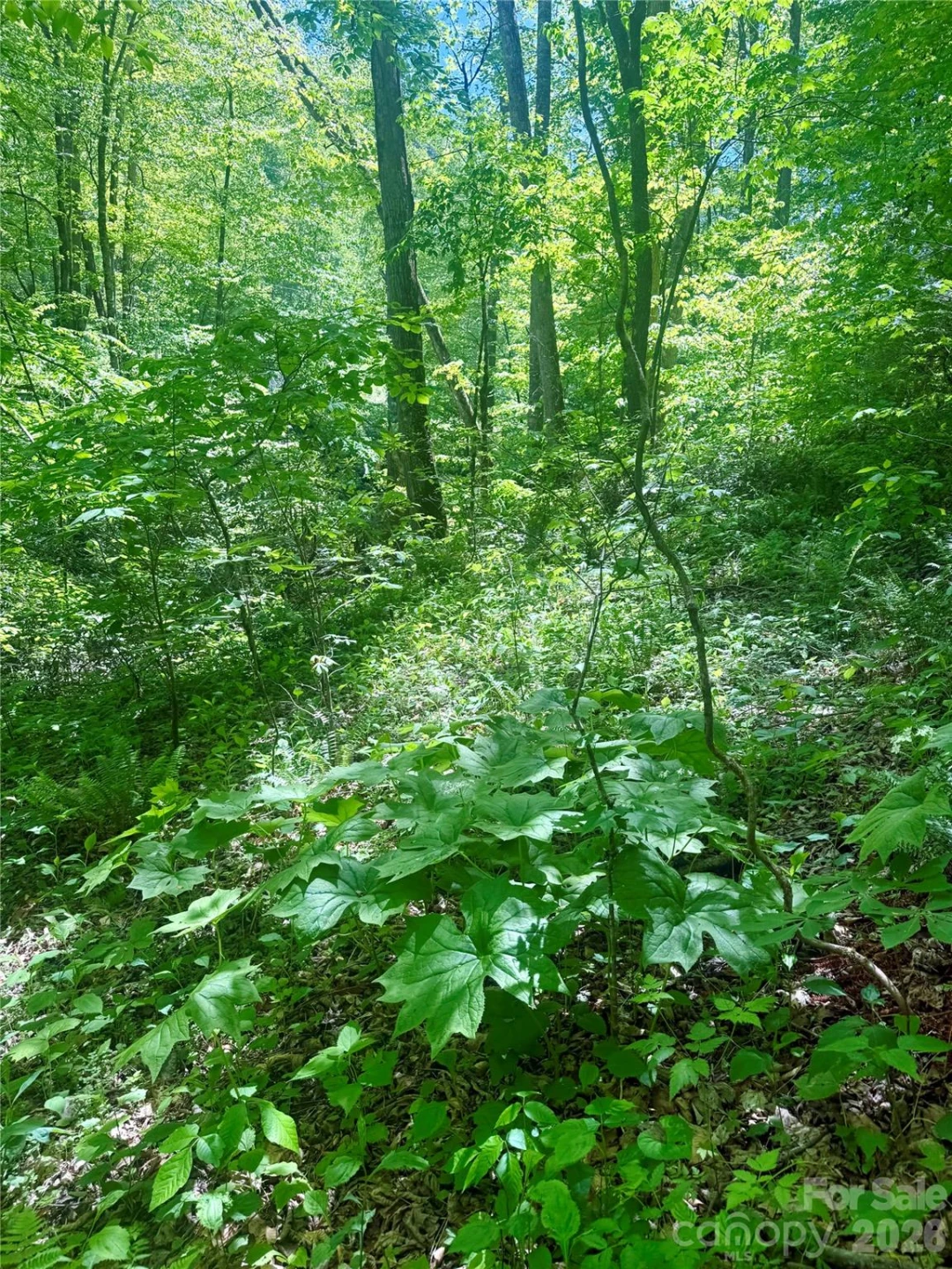 TBD Highway 107 None #Lot 1 - Photo 3