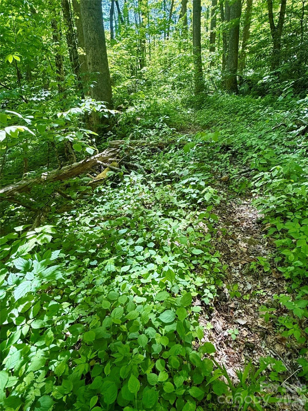 TBD Highway 107 None #Lot 1 - Photo 4