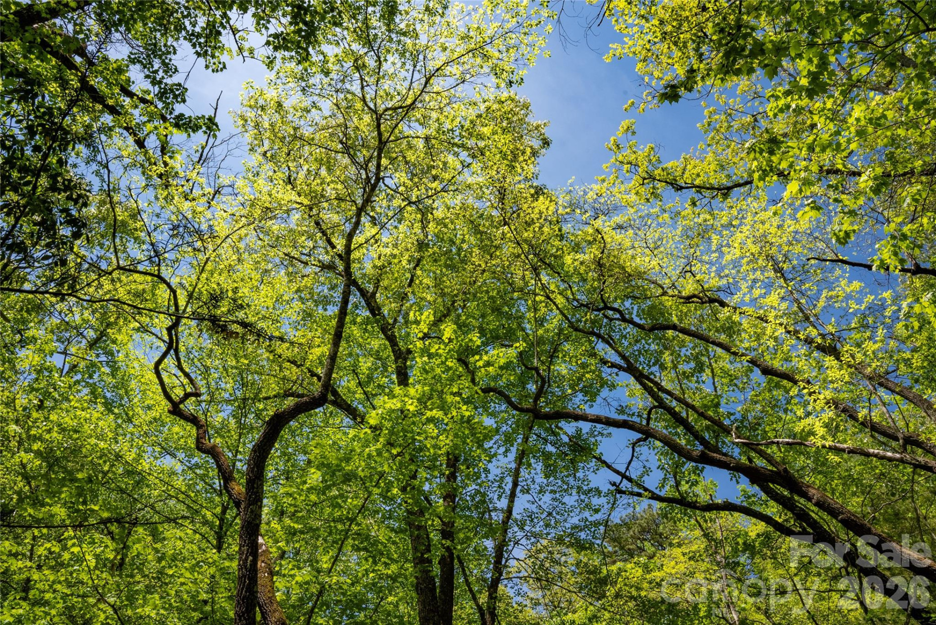 TBD Springhouse Trail #L15 - Photo 11
