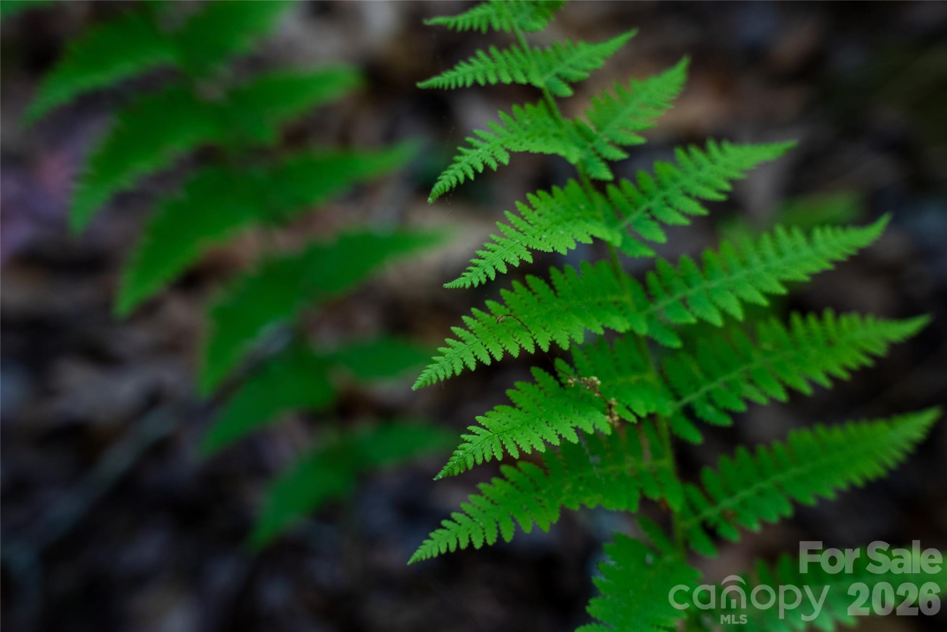 TBD Springhouse Trail #L15 - Photo 12