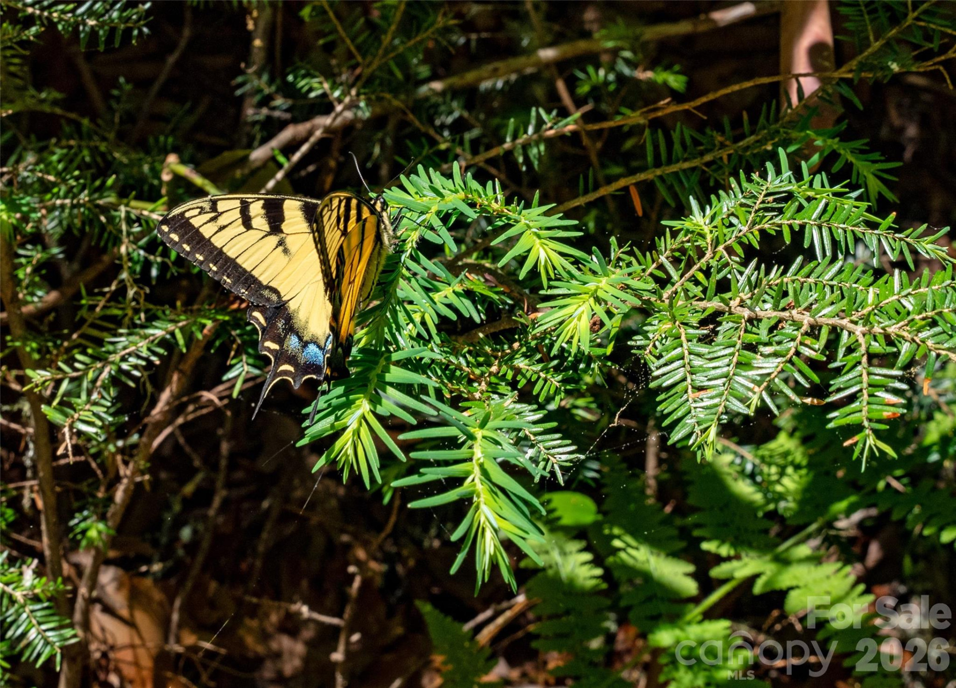 TBD Springhouse Trail #L15 - Photo 13