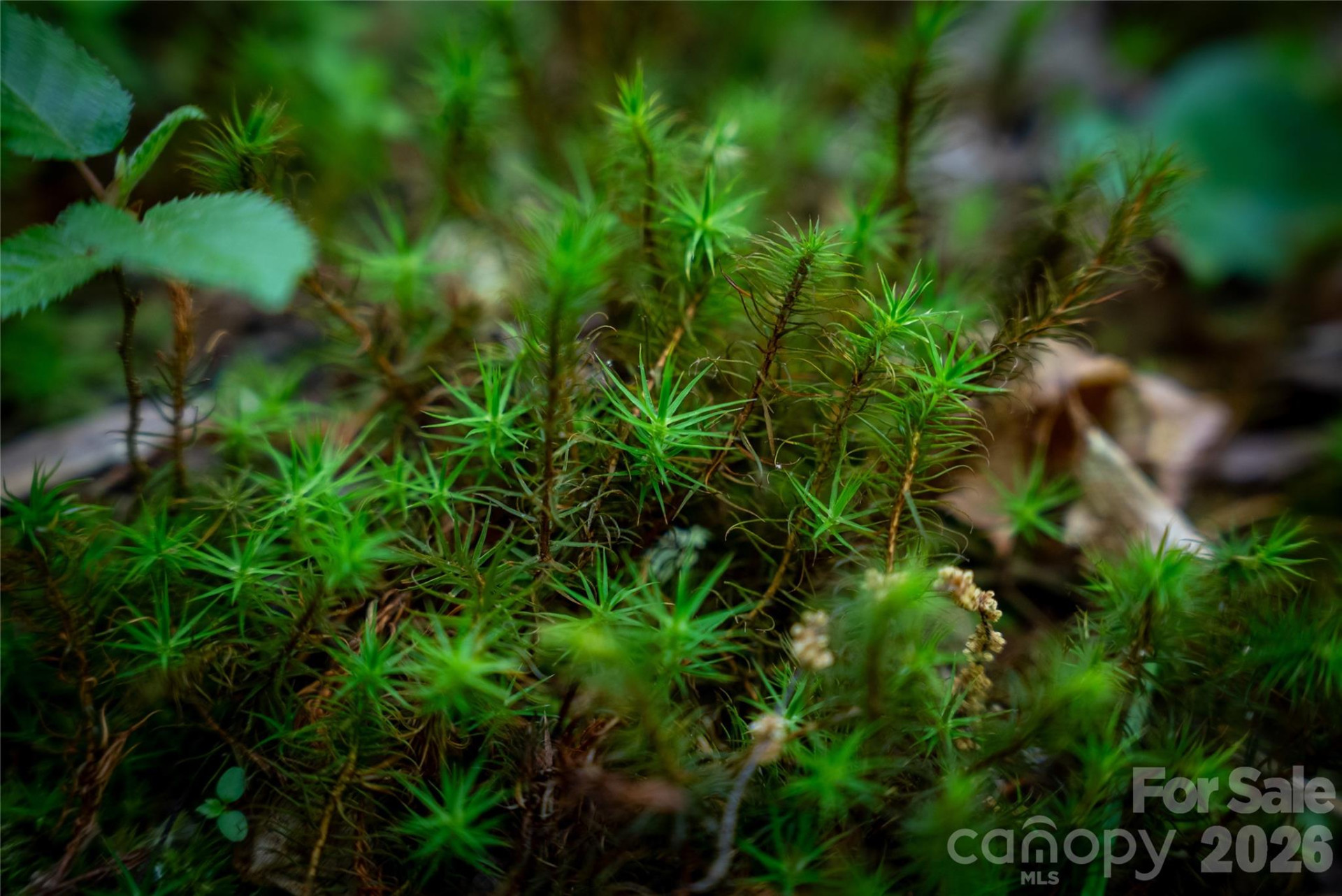 TBD Springhouse Trail #L15 - Photo 15