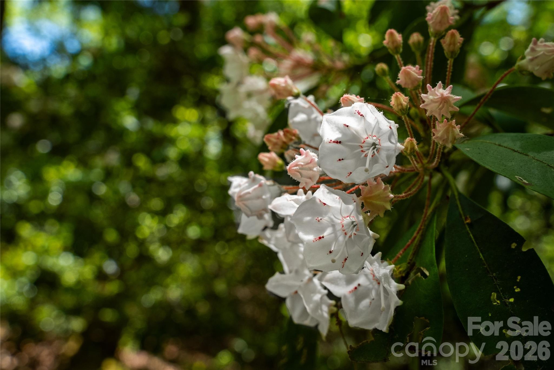 TBD Springhouse Trail #L15 - Photo 16
