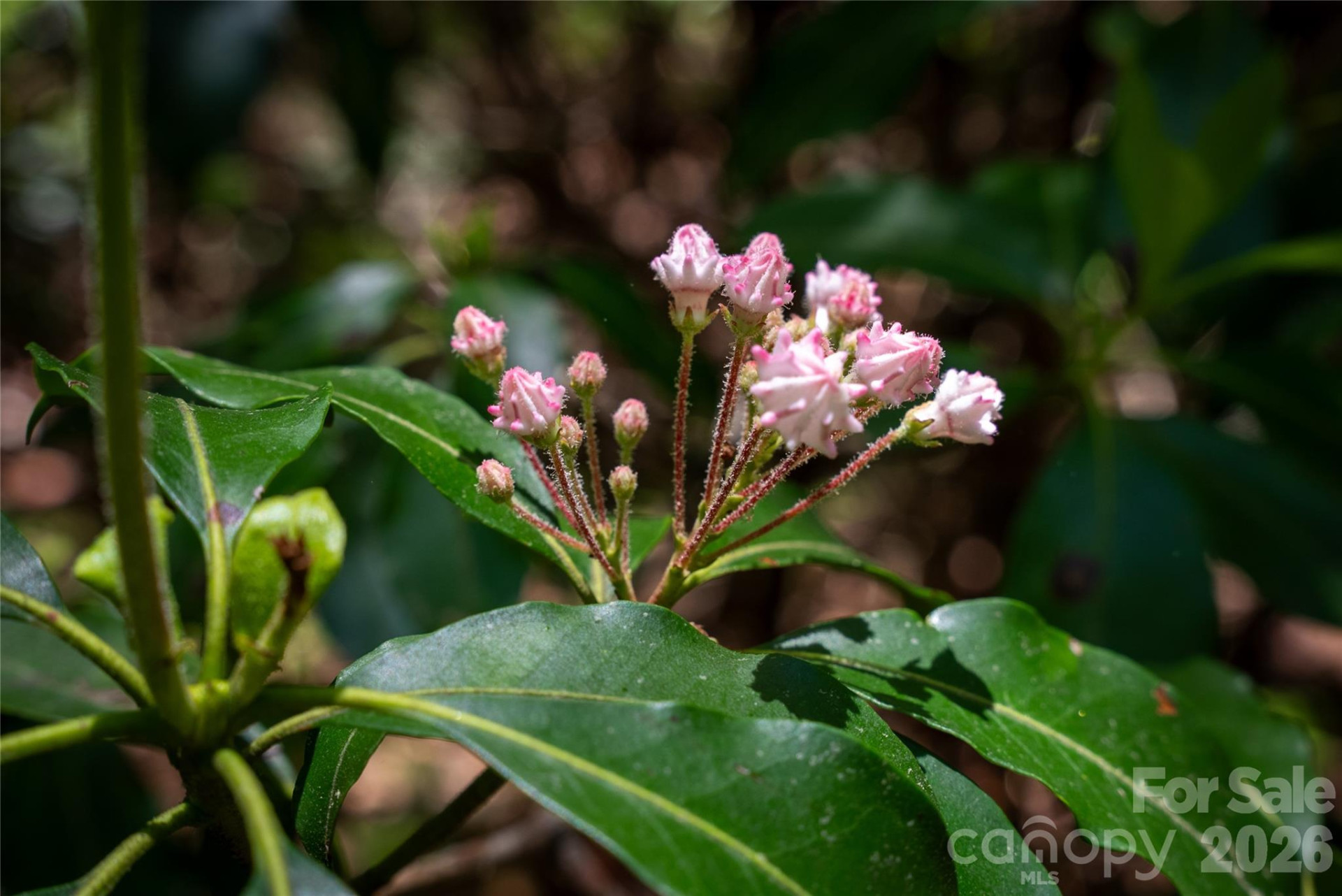 TBD Springhouse Trail #L15 - Photo 17