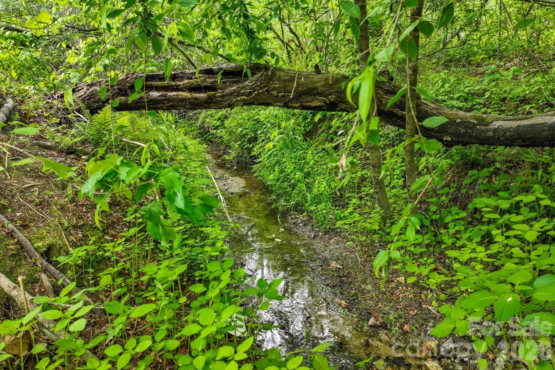 285 Dove Haven Lane - Photo 34