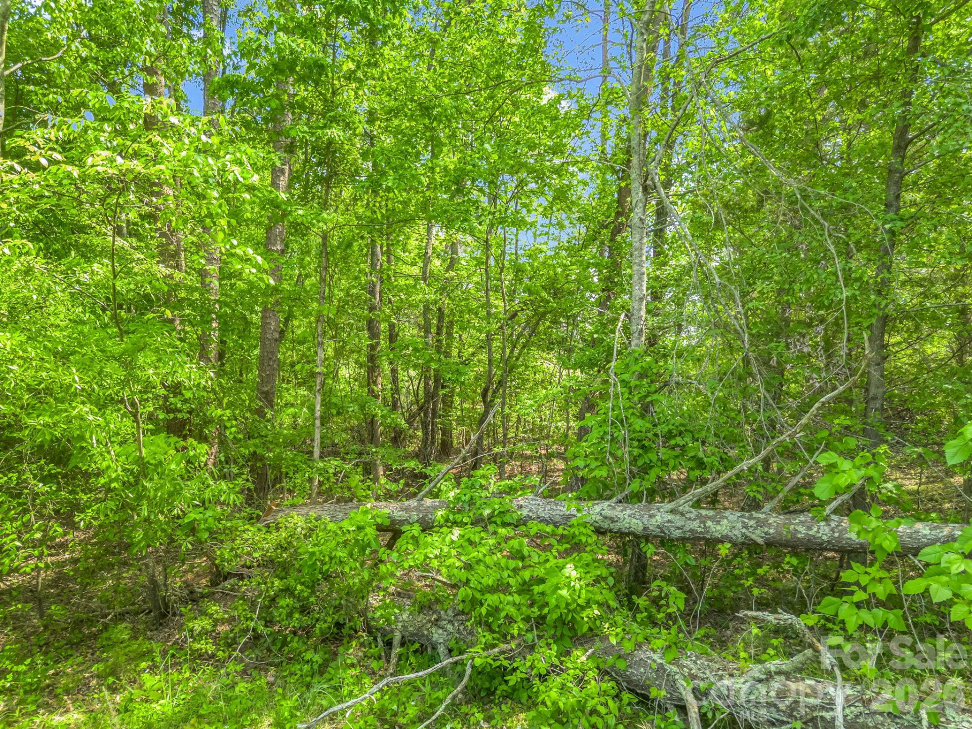 00 Smith Grove Road - Photo 7