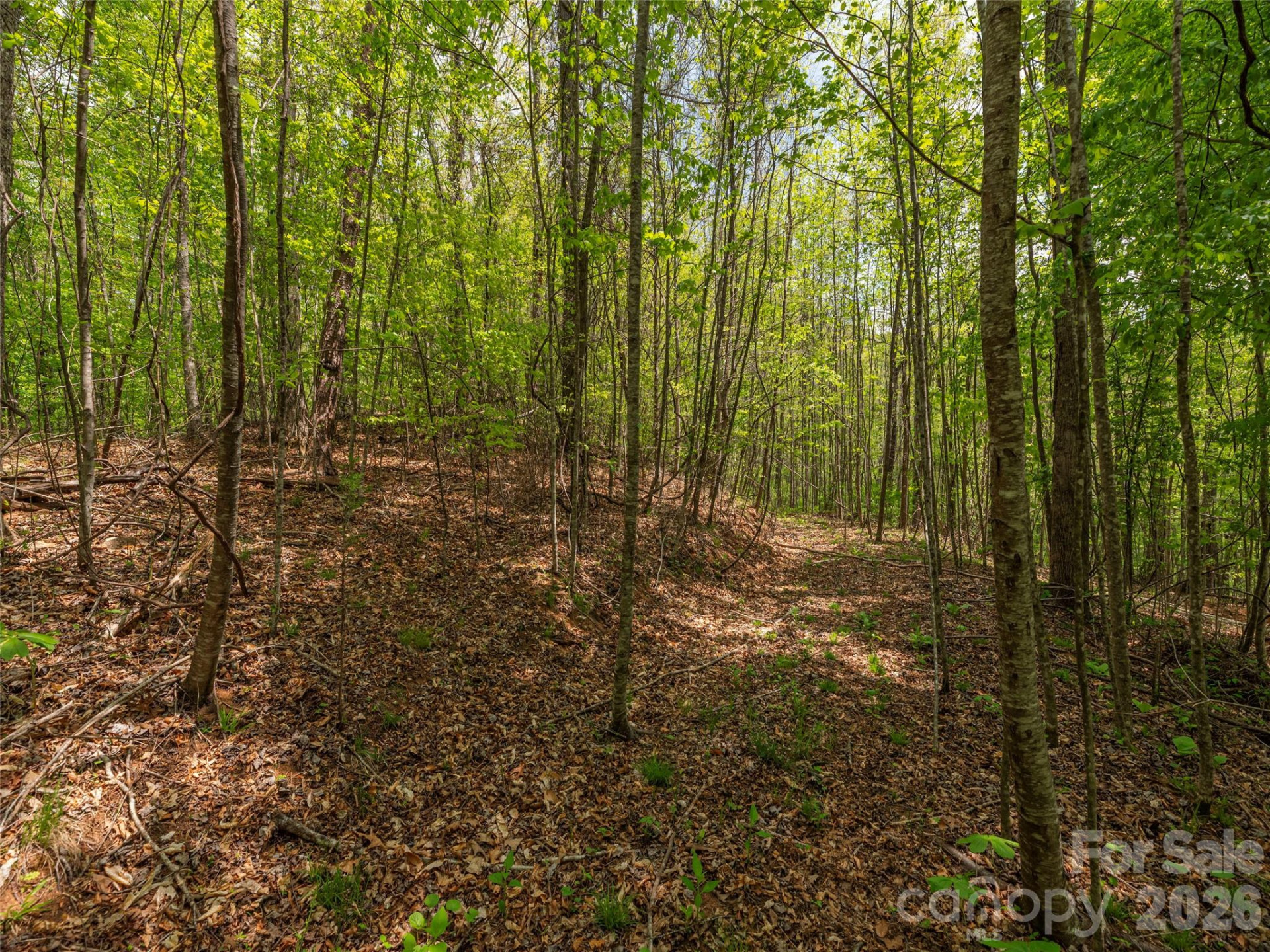 000 Caney Fork Road - Photo 12