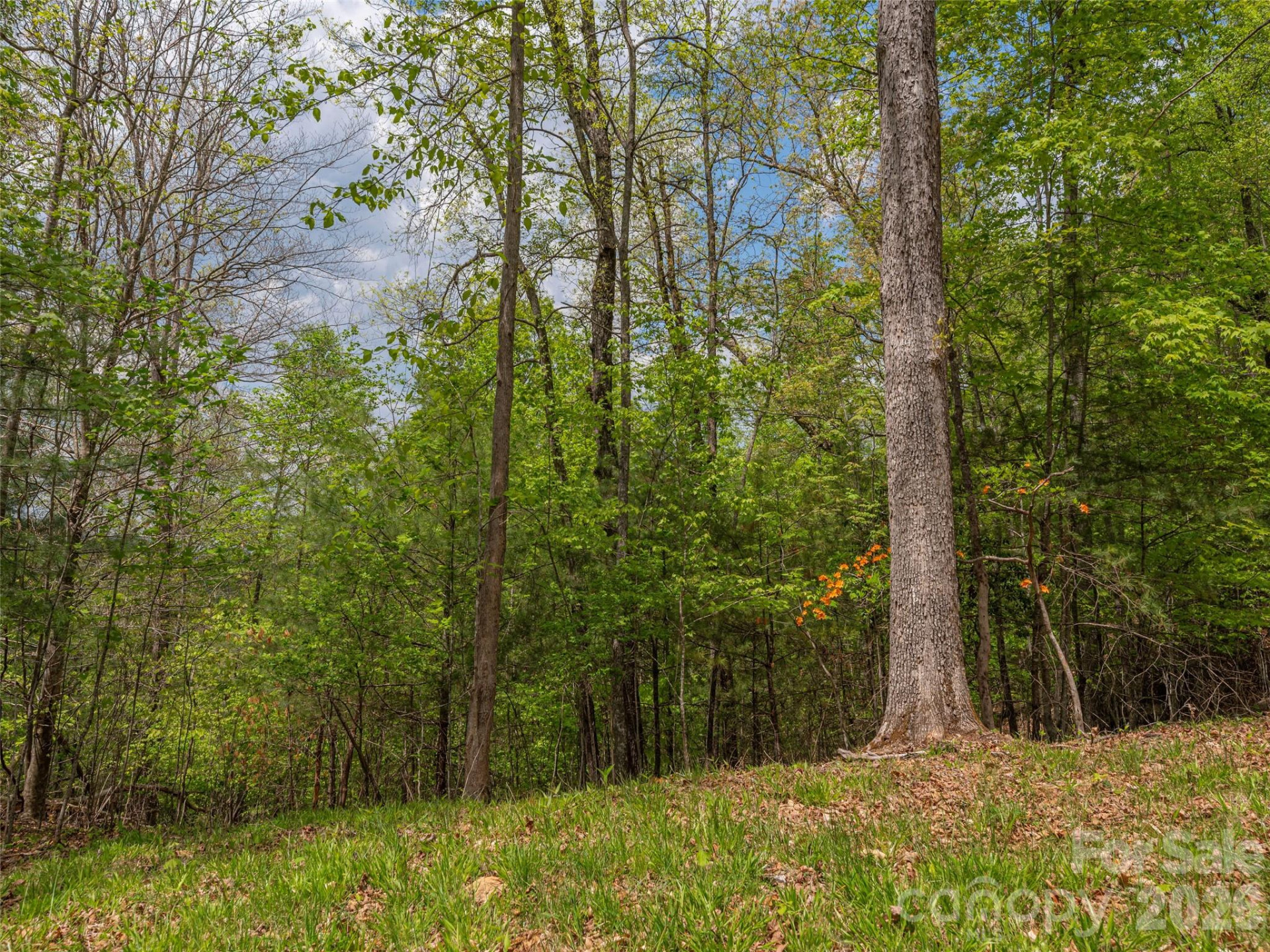 000 Caney Fork Road - Photo 14