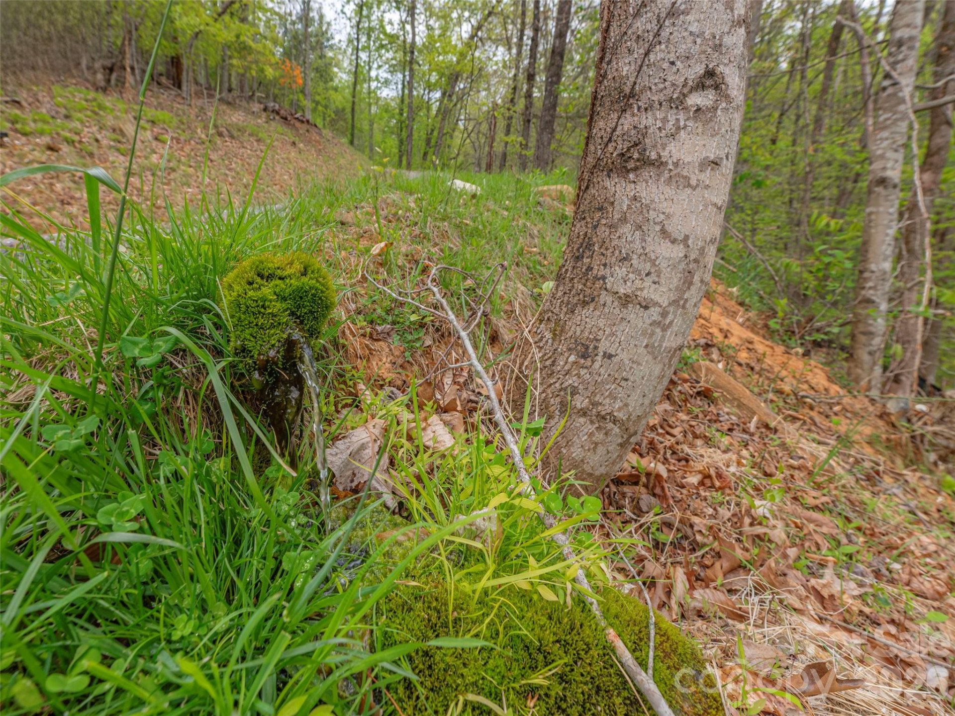 000 Caney Fork Road - Photo 15