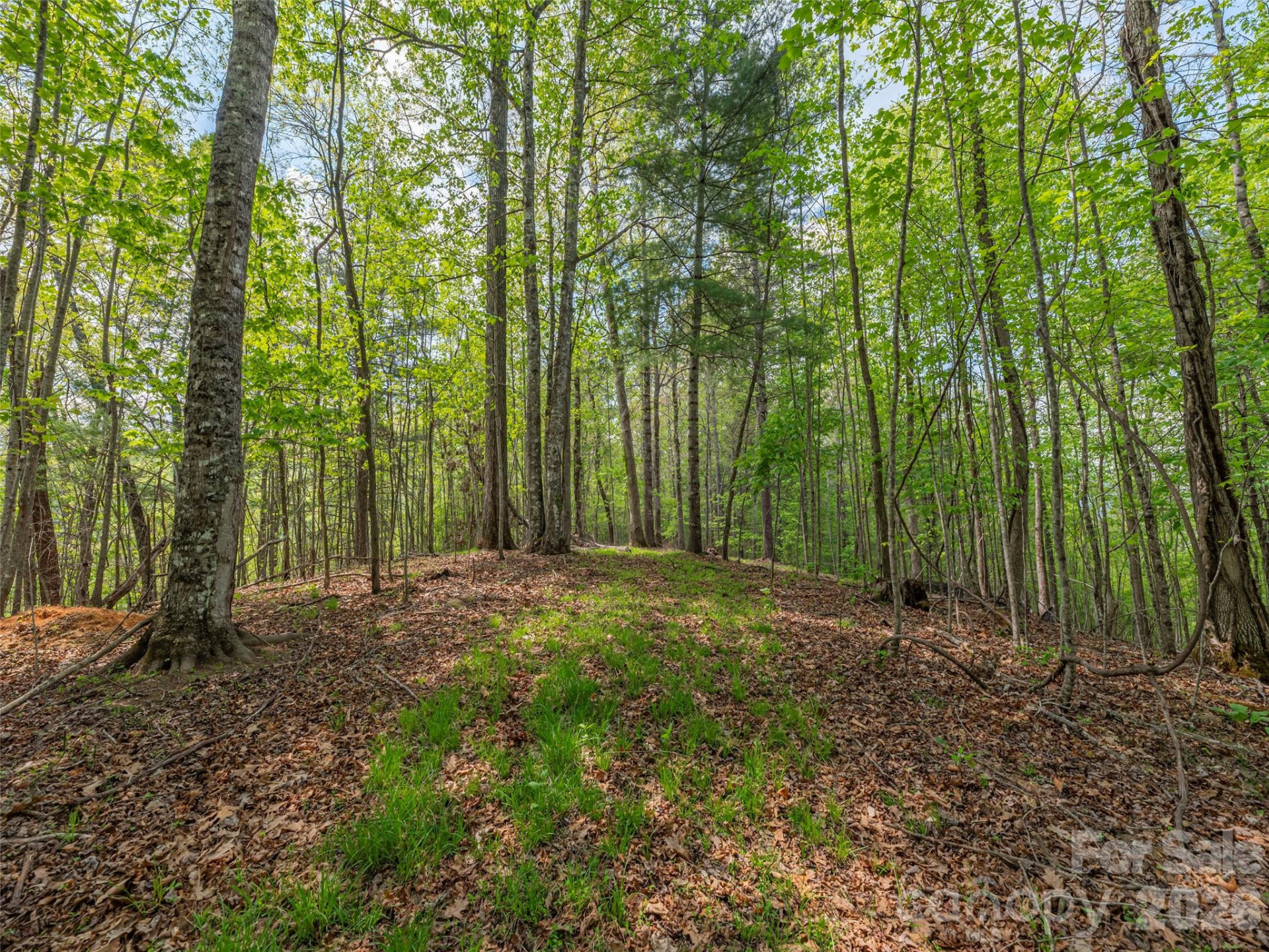 000 Caney Fork Road - Photo 6