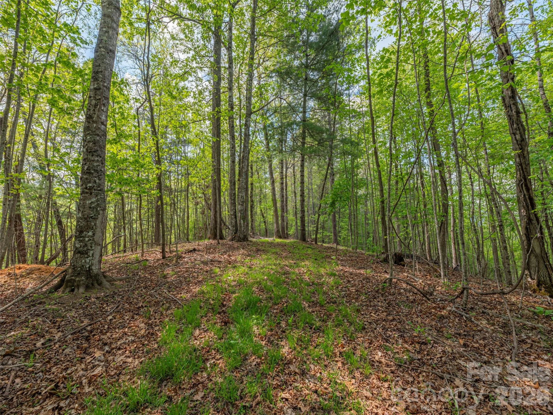000 Caney Fork Road - Photo 6
