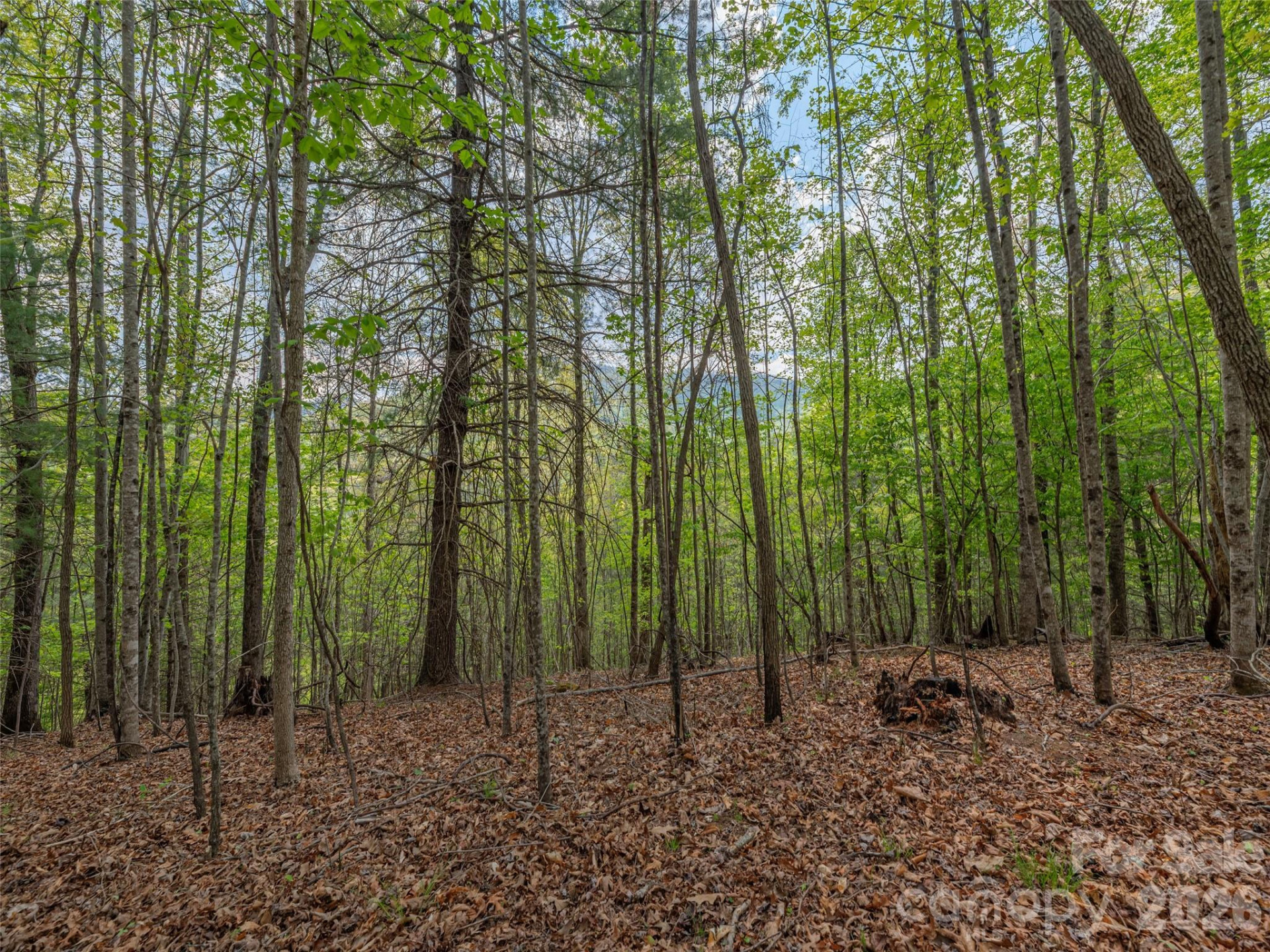 000 Caney Fork Road - Photo 8