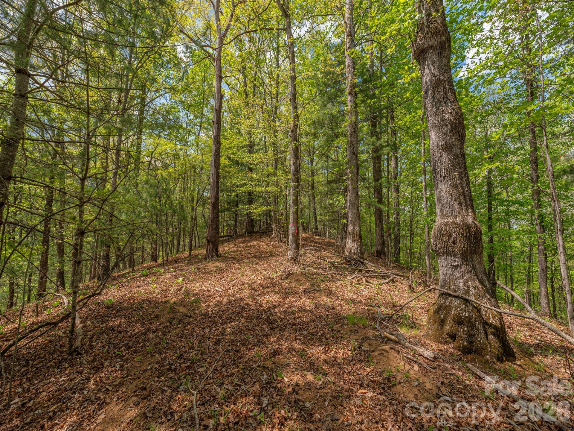 000 Caney Fork Road - Photo 10