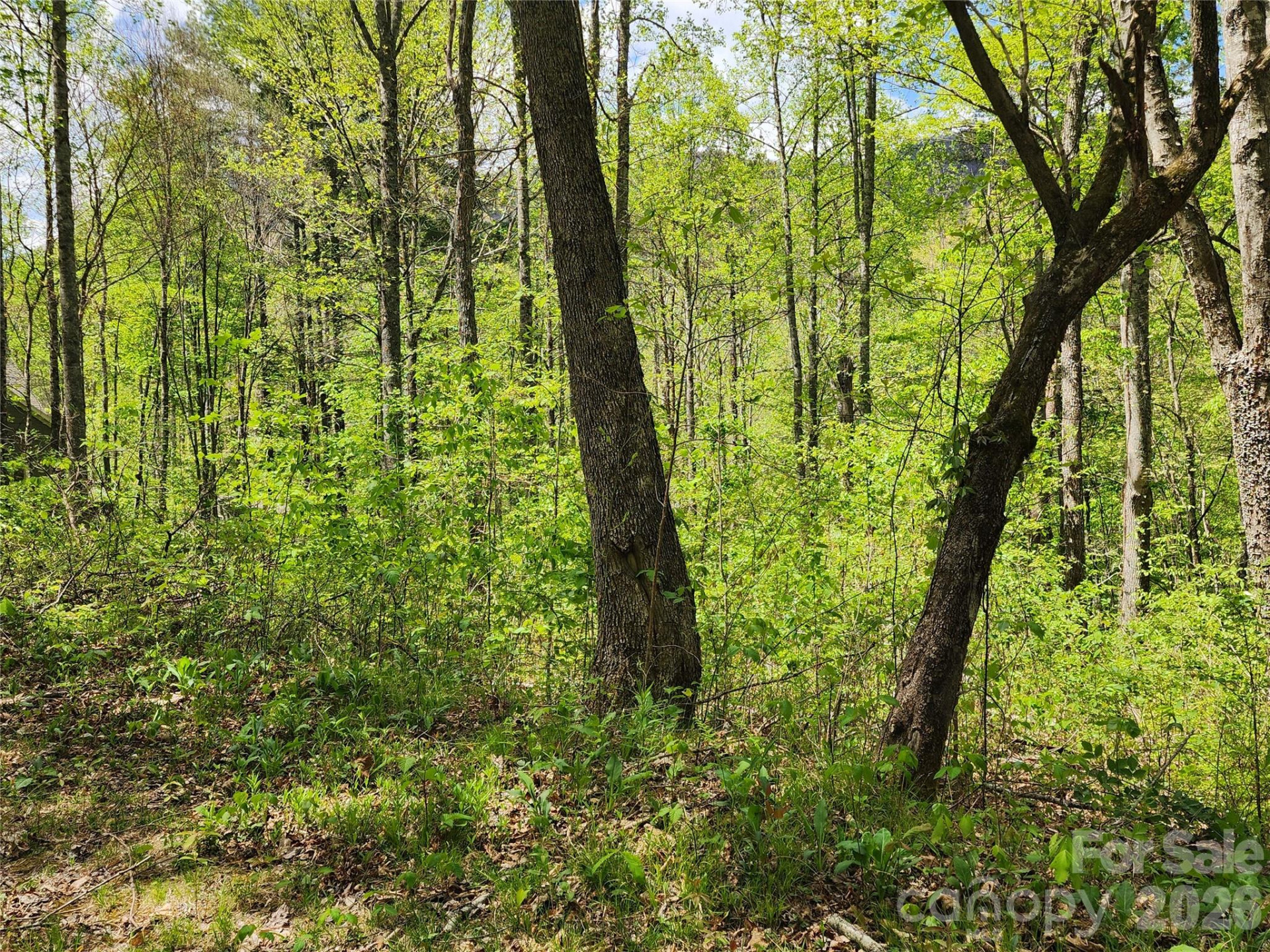 165 Wagon Wheel Way #2 - Photo 5