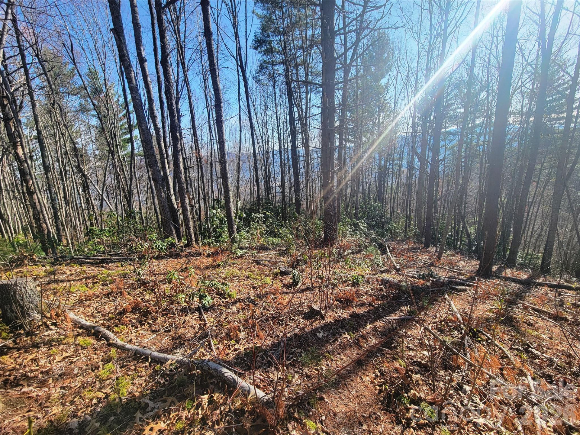 111 Digging Seng Trail #138 - Photo 3