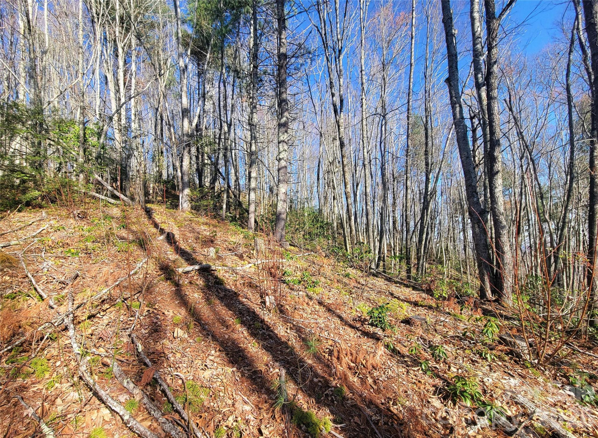 111 Digging Seng Trail #138 - Photo 4