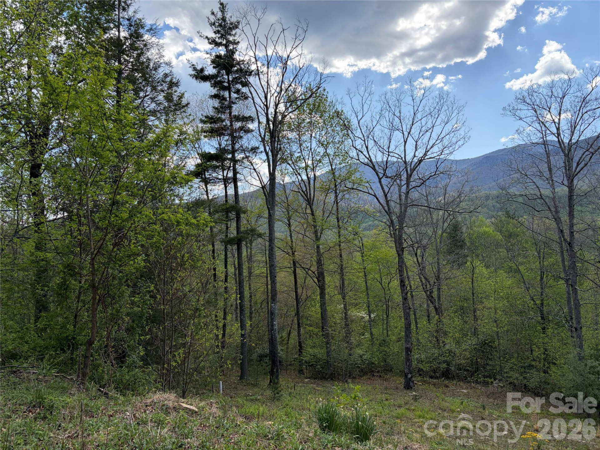 000 Mt. Mitchell Drive - Photo 13