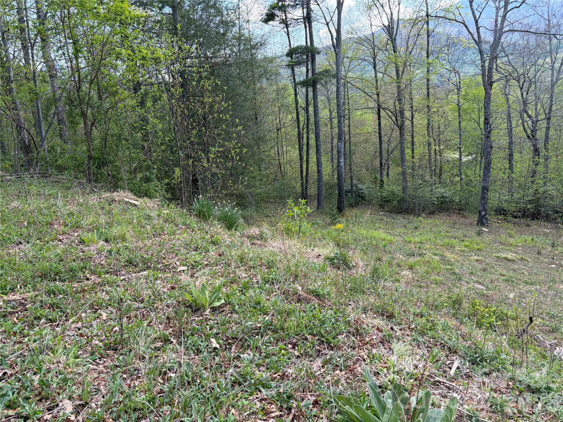000 Mt. Mitchell Drive - Photo 8