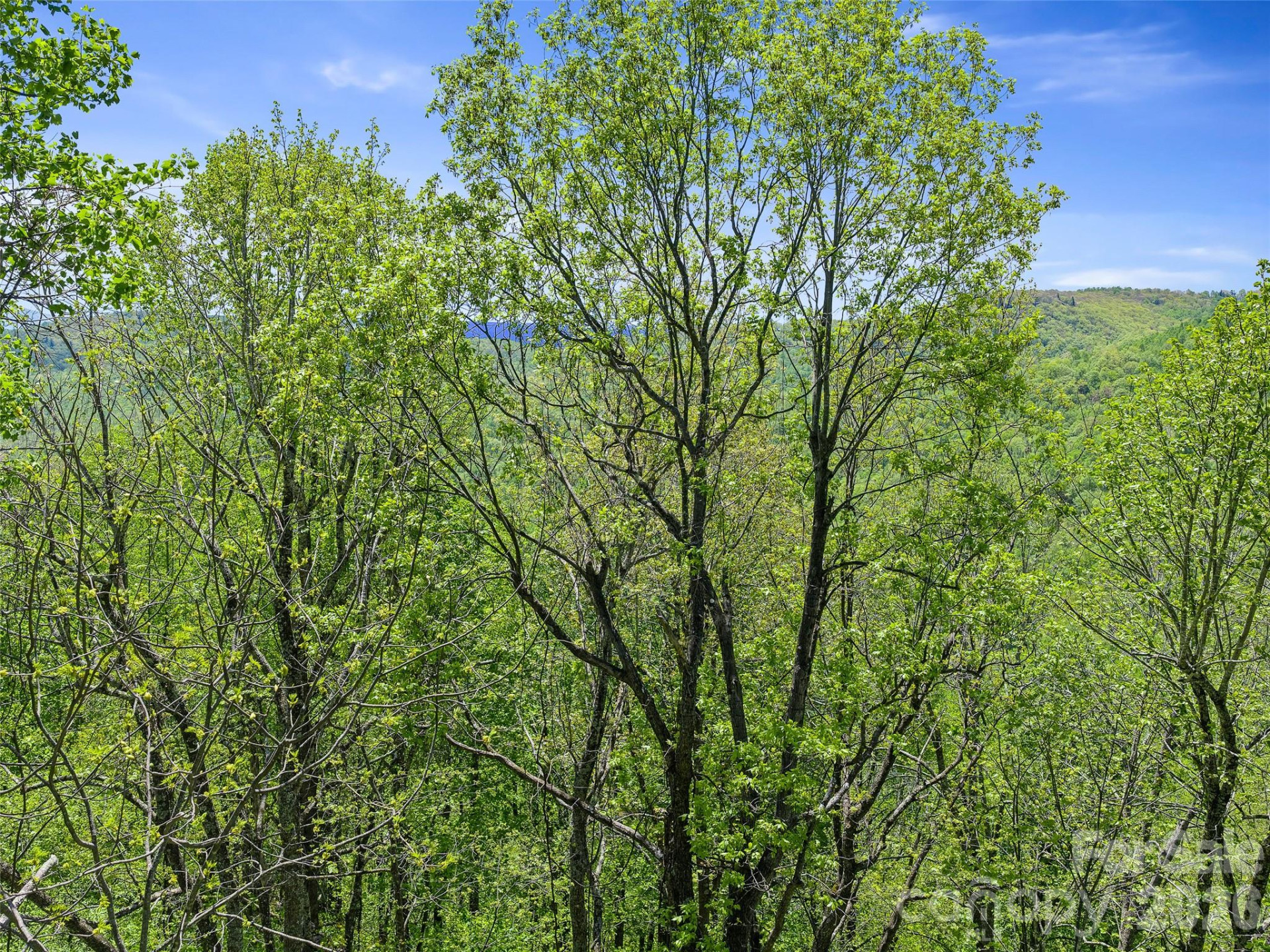 TBD Holly Dale Drive - Photo 14