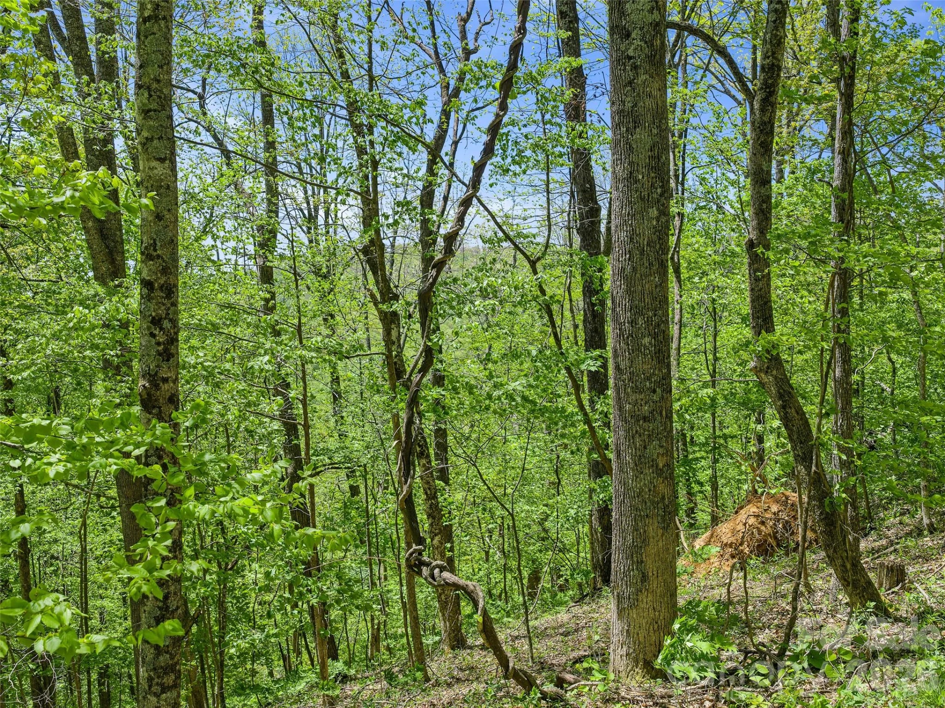 TBD Holly Dale Drive - Photo 15