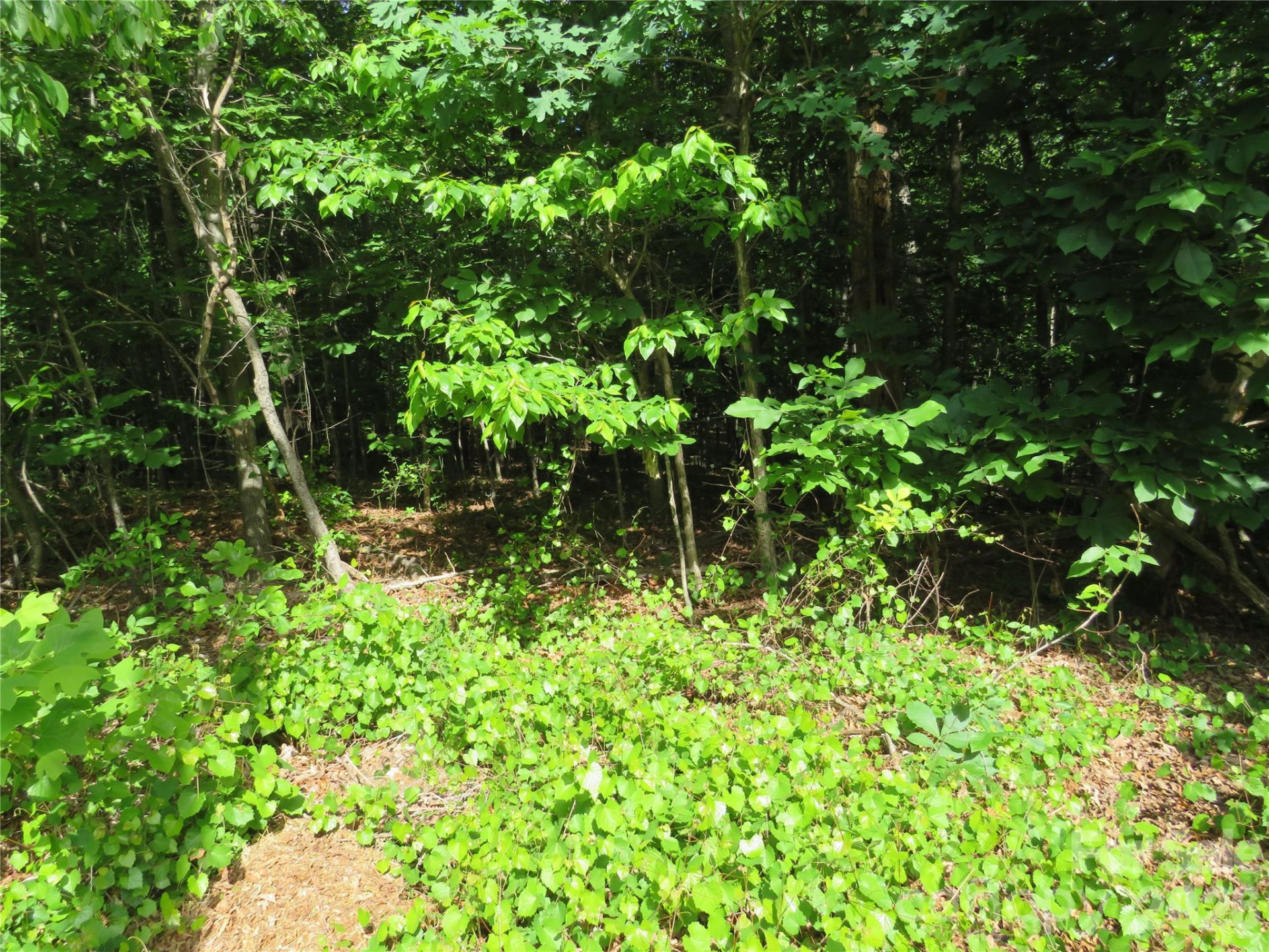 0 Woodleaf Road - Photo 5