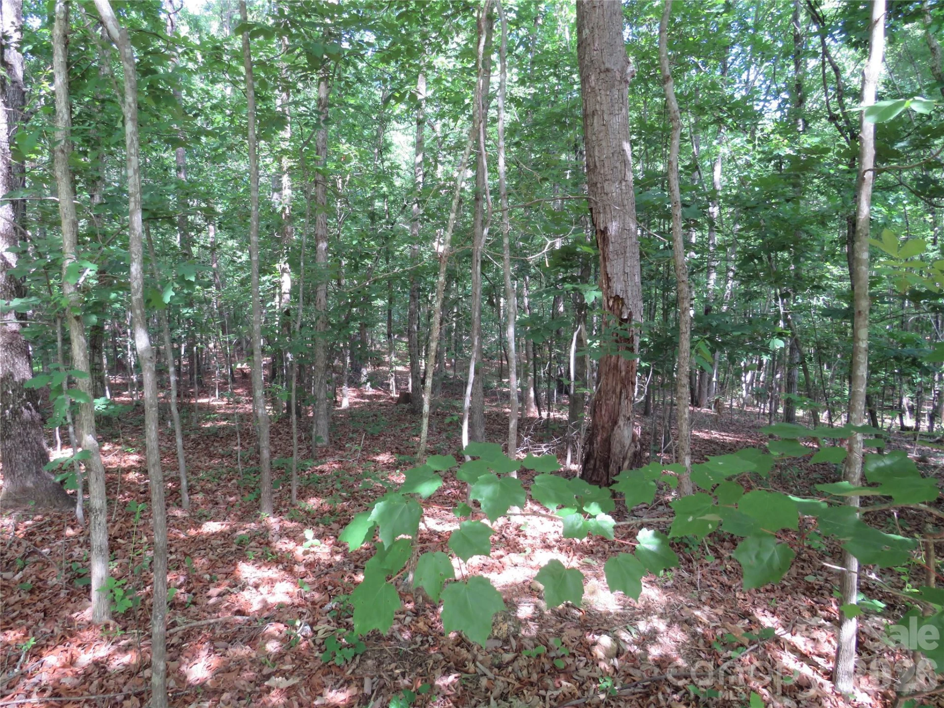 0 Woodleaf Road - Photo 9