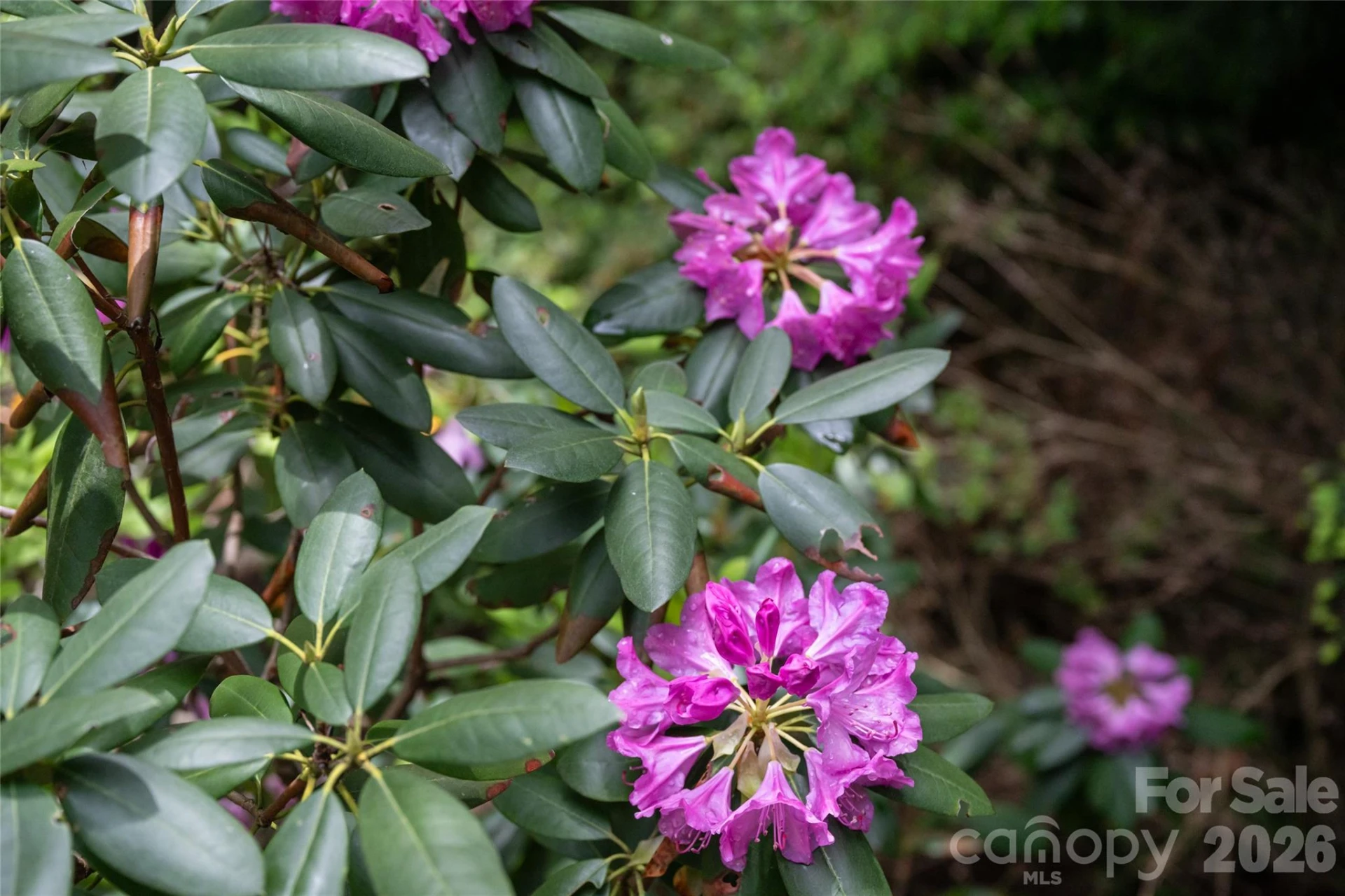 201 Covewood Trail - Photo 39