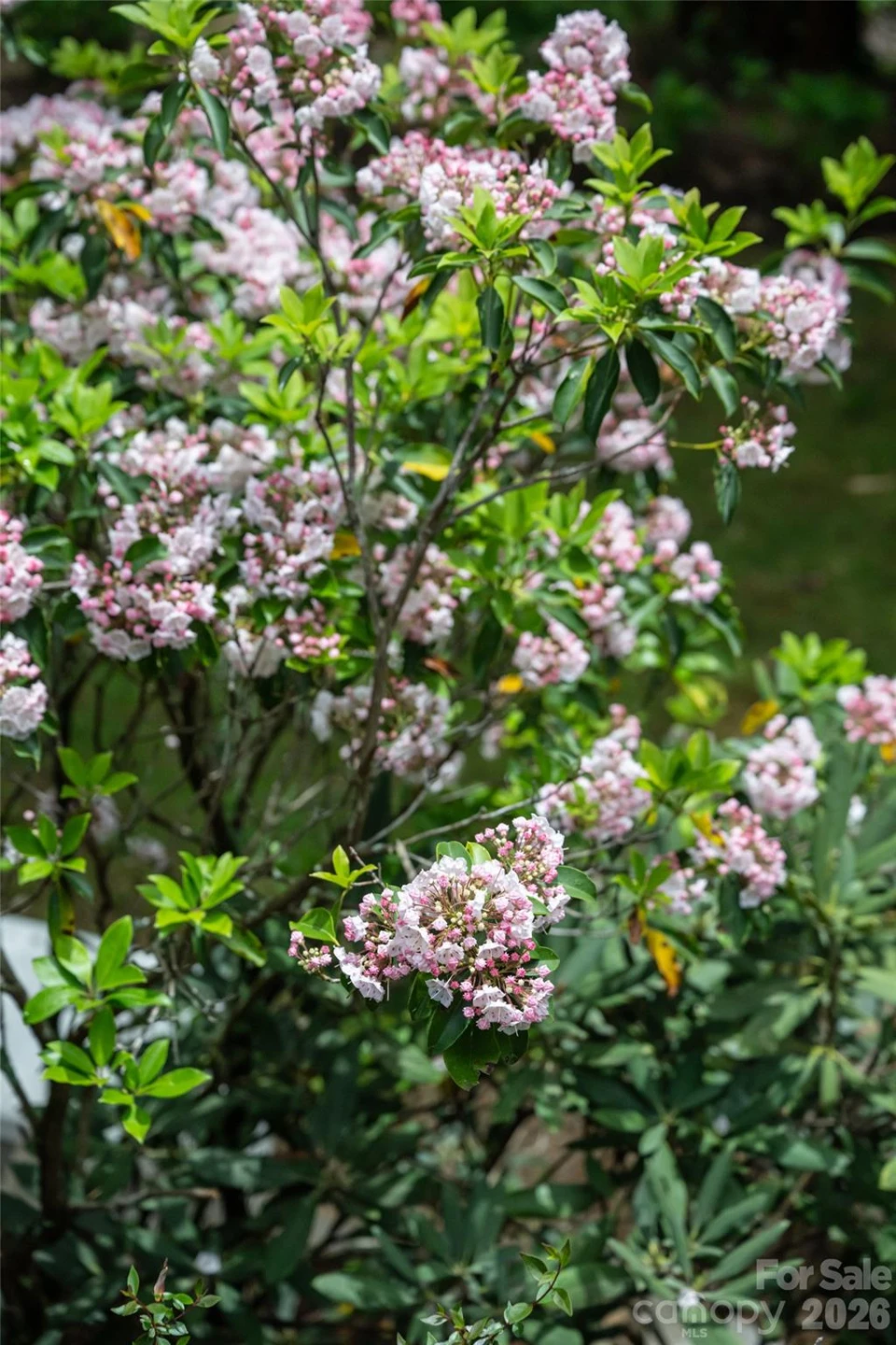 201 Covewood Trail - Photo 46