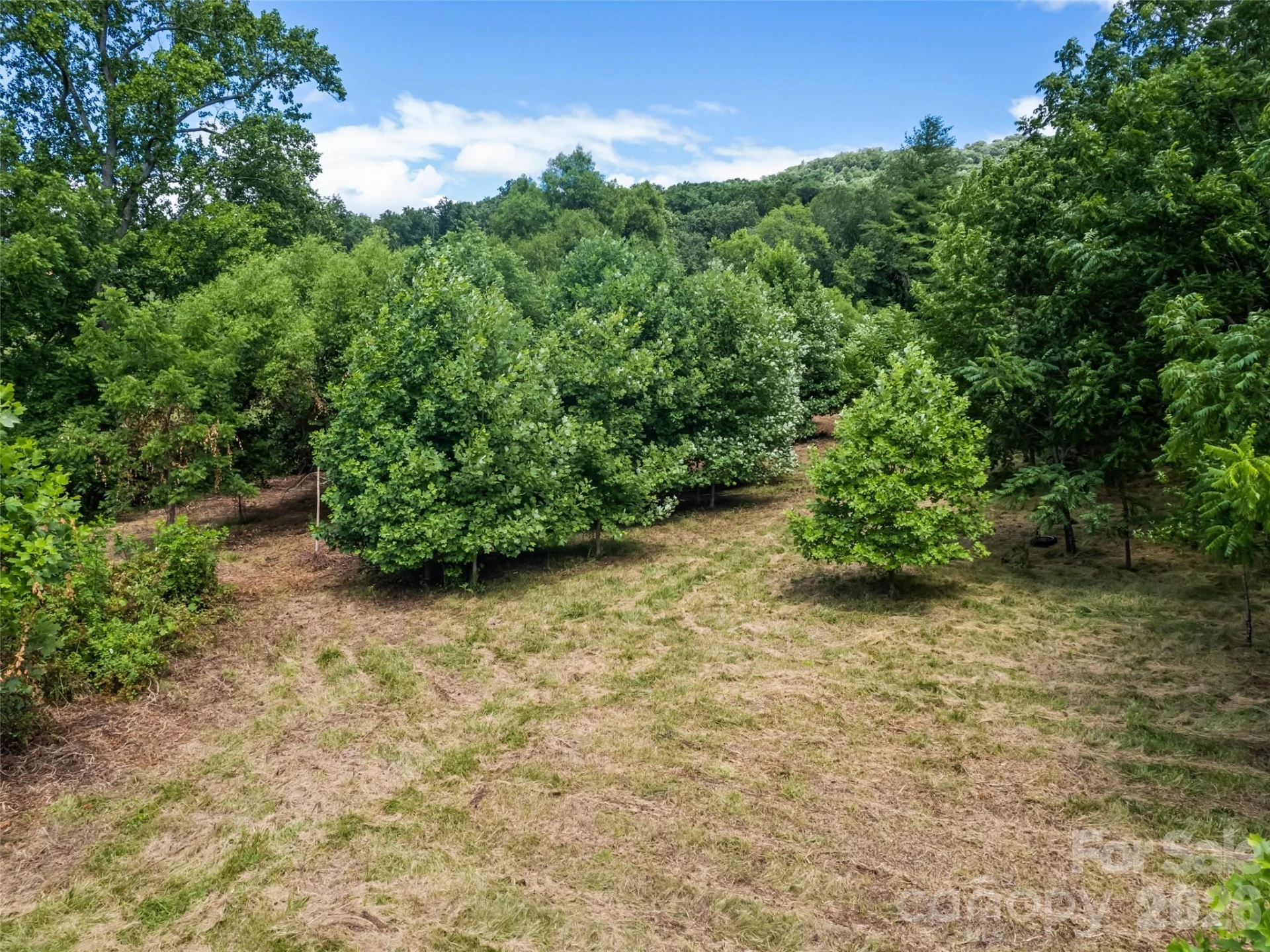 9999 Lollis Road - Photo 12