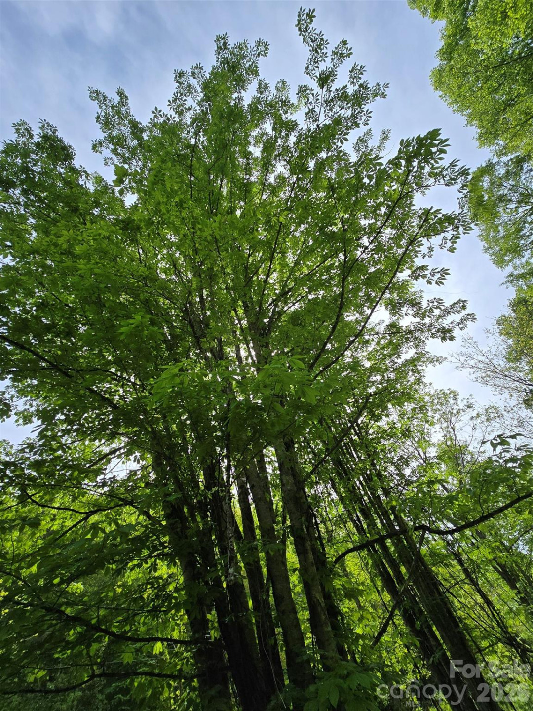 99999 Roaring Fork Road - Photo 4