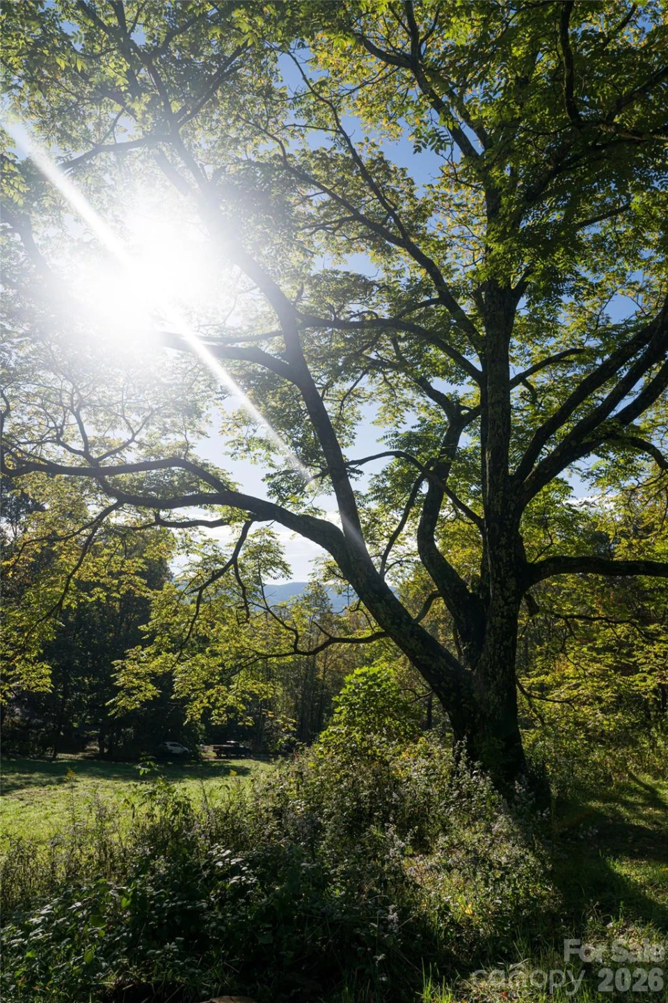 360 Banjo Branch Road - Photo 39