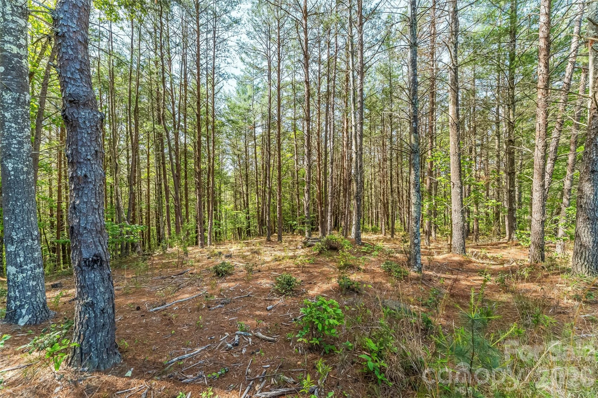3345 Ella Marie Way #65 - Photo 7