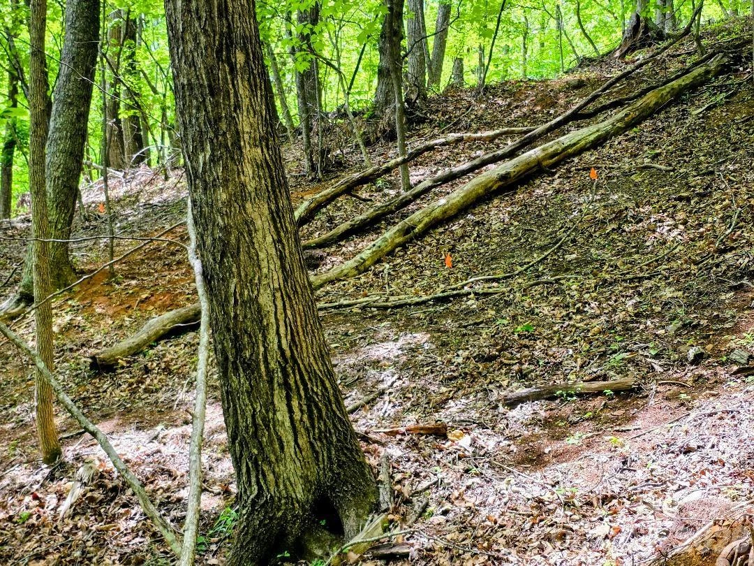 00 Hickory Springs Road #12 - Photo 16