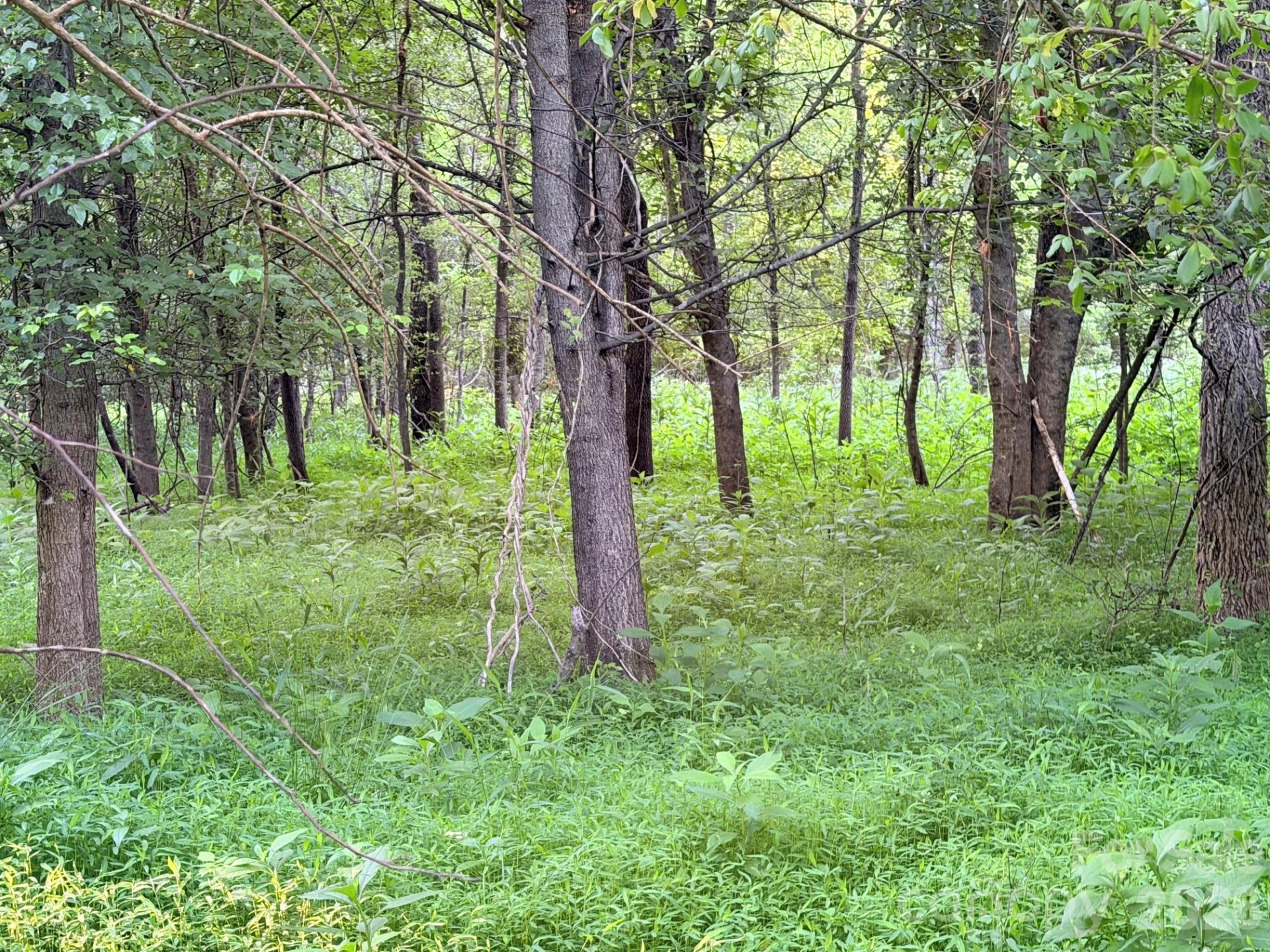 0 Morningstar Lake Road - Photo 18