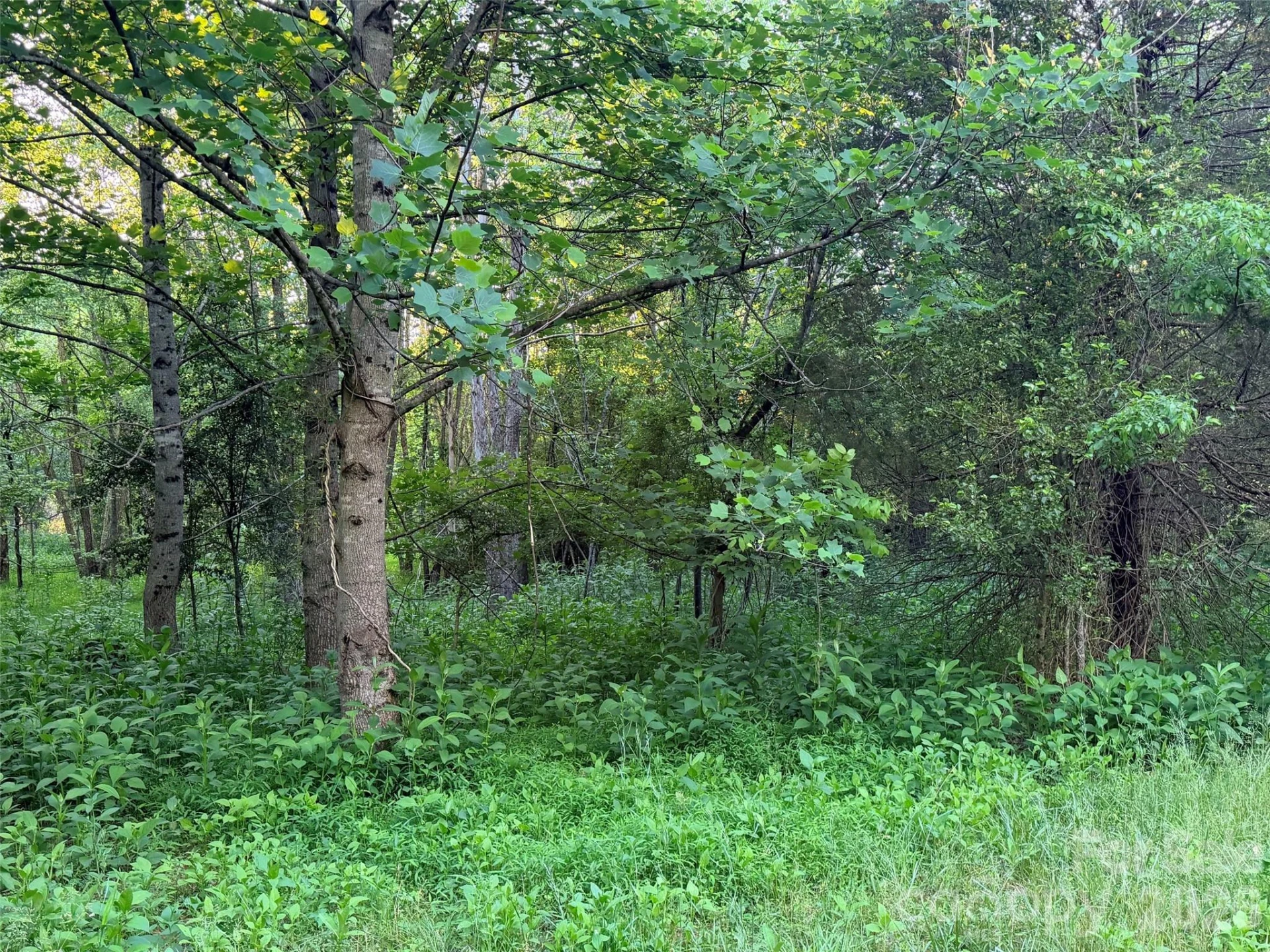 0 Morningstar Lake Road - Photo 9