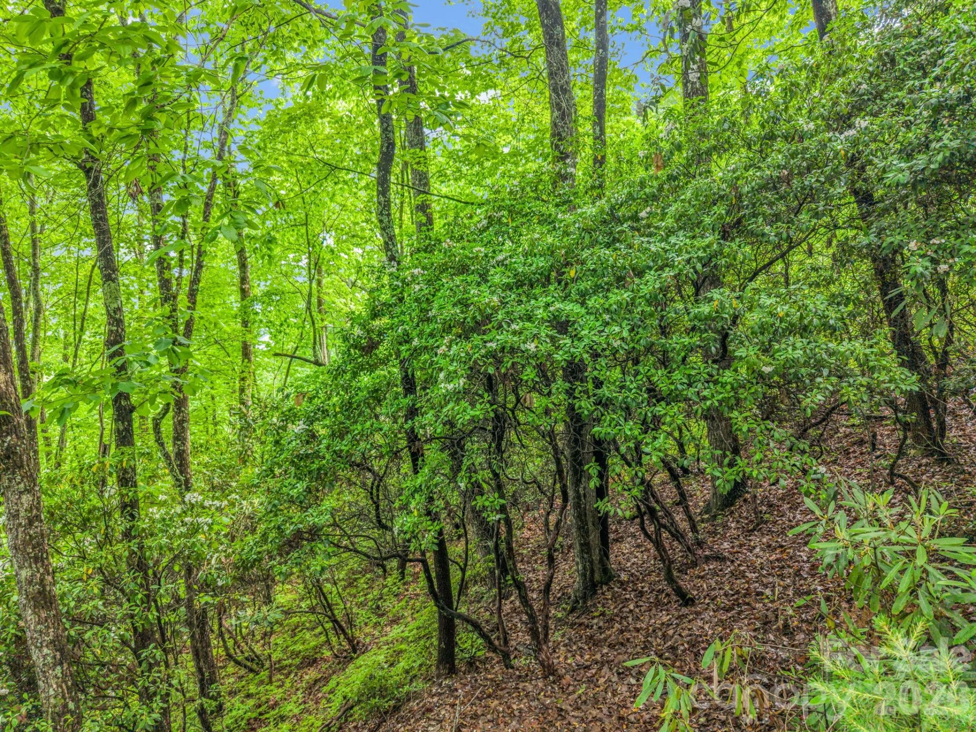 TBD Toxaway Trail #14/3 - Photo 27