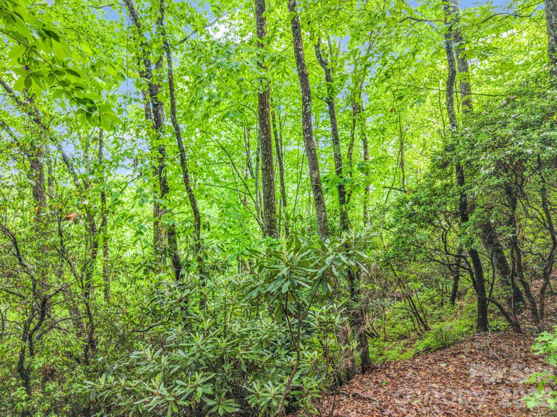 TBD Toxaway Trail #14/3 - Photo 28