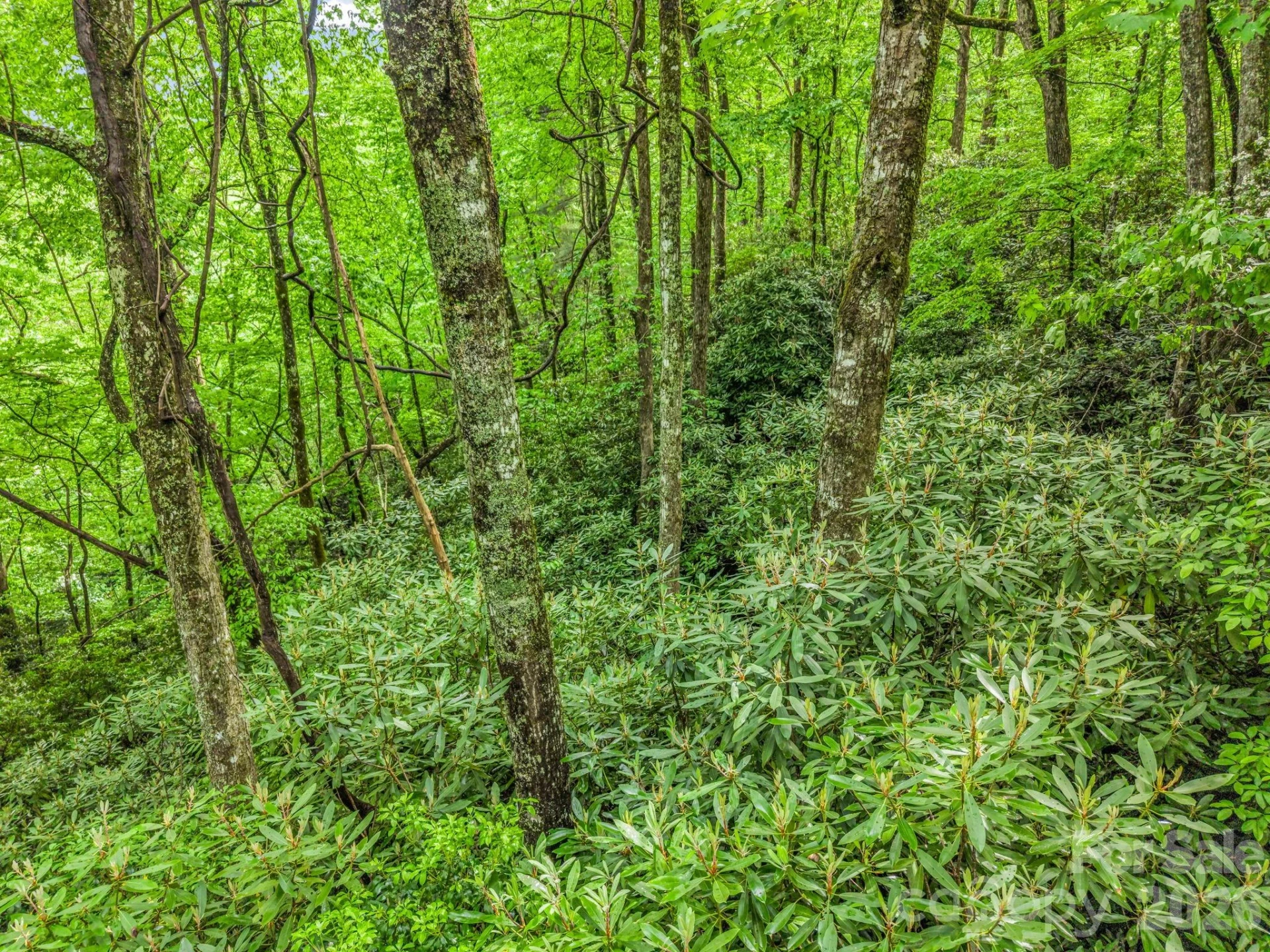 TBD Toxaway Trail #14/3 - Photo 35