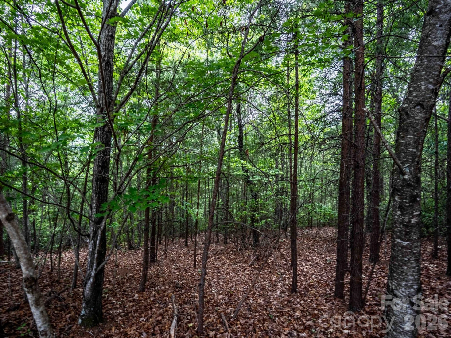 38 Deep Gap Farm Road #38 - Photo 3