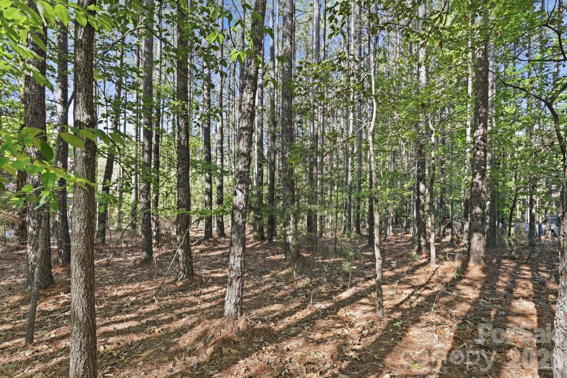 158 Blue Ridge Trail - Photo 5