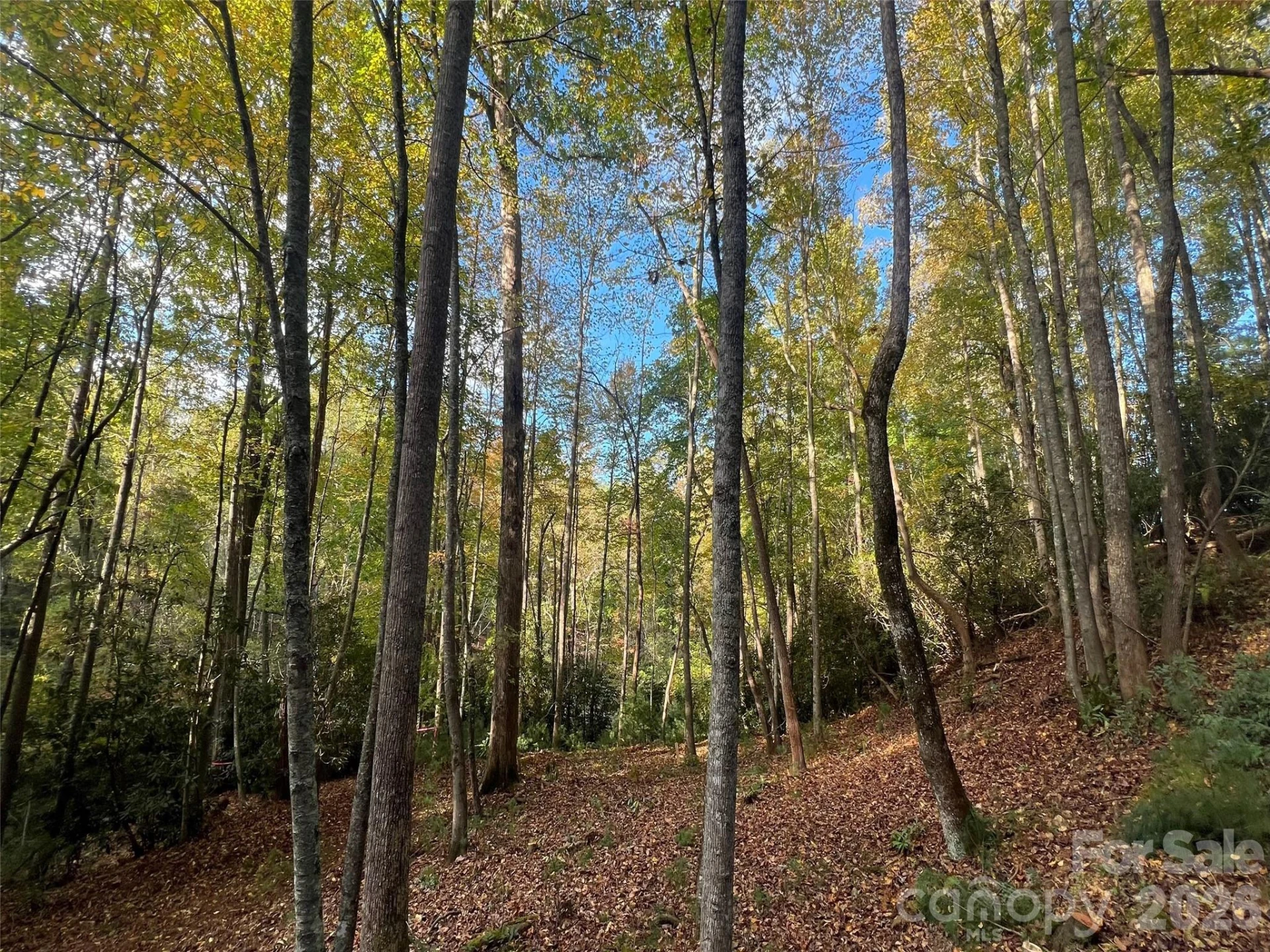 6 Dividing Ridge Trail #01 - Photo 15
