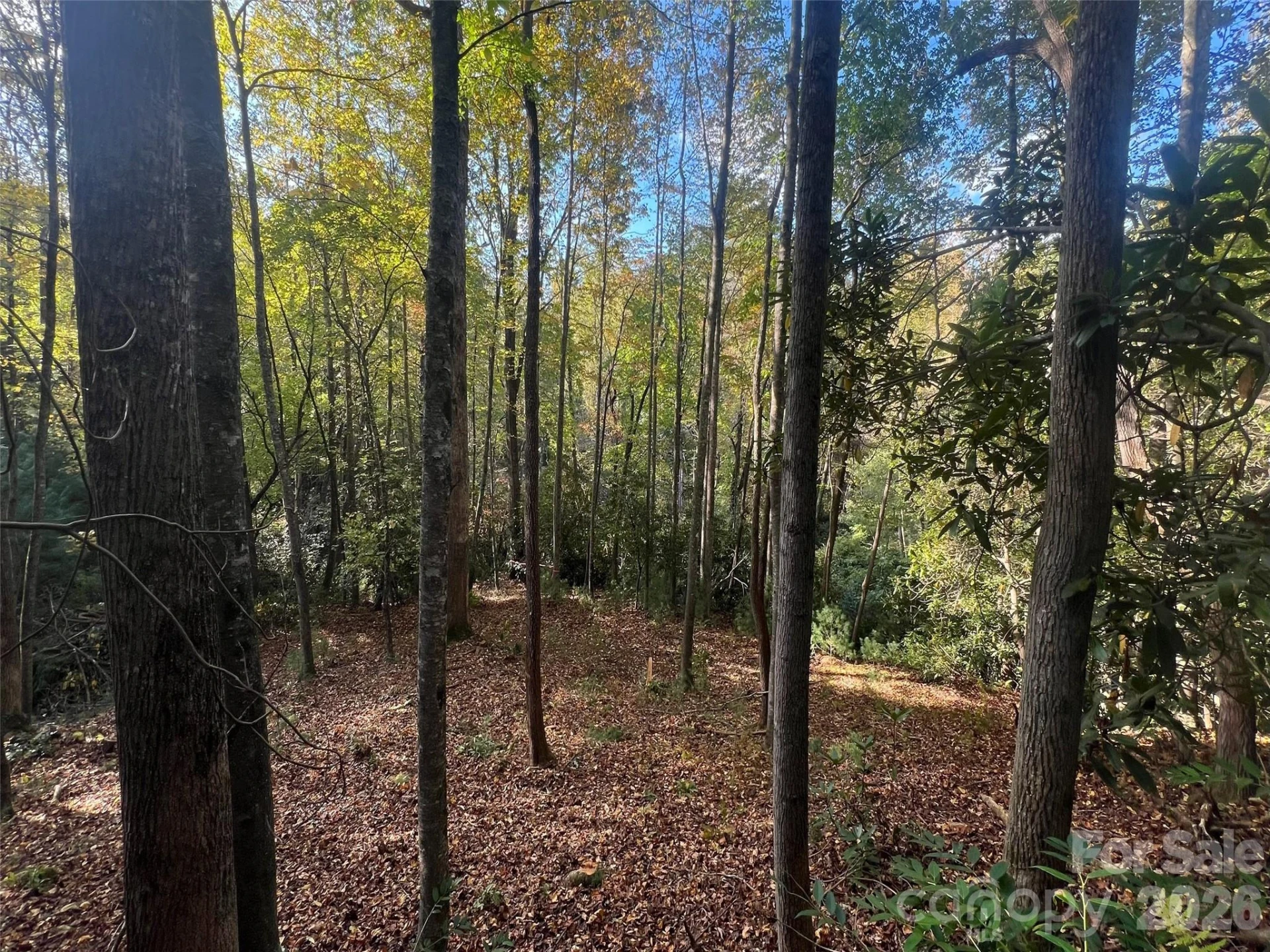 6 Dividing Ridge Trail #01 - Photo 3