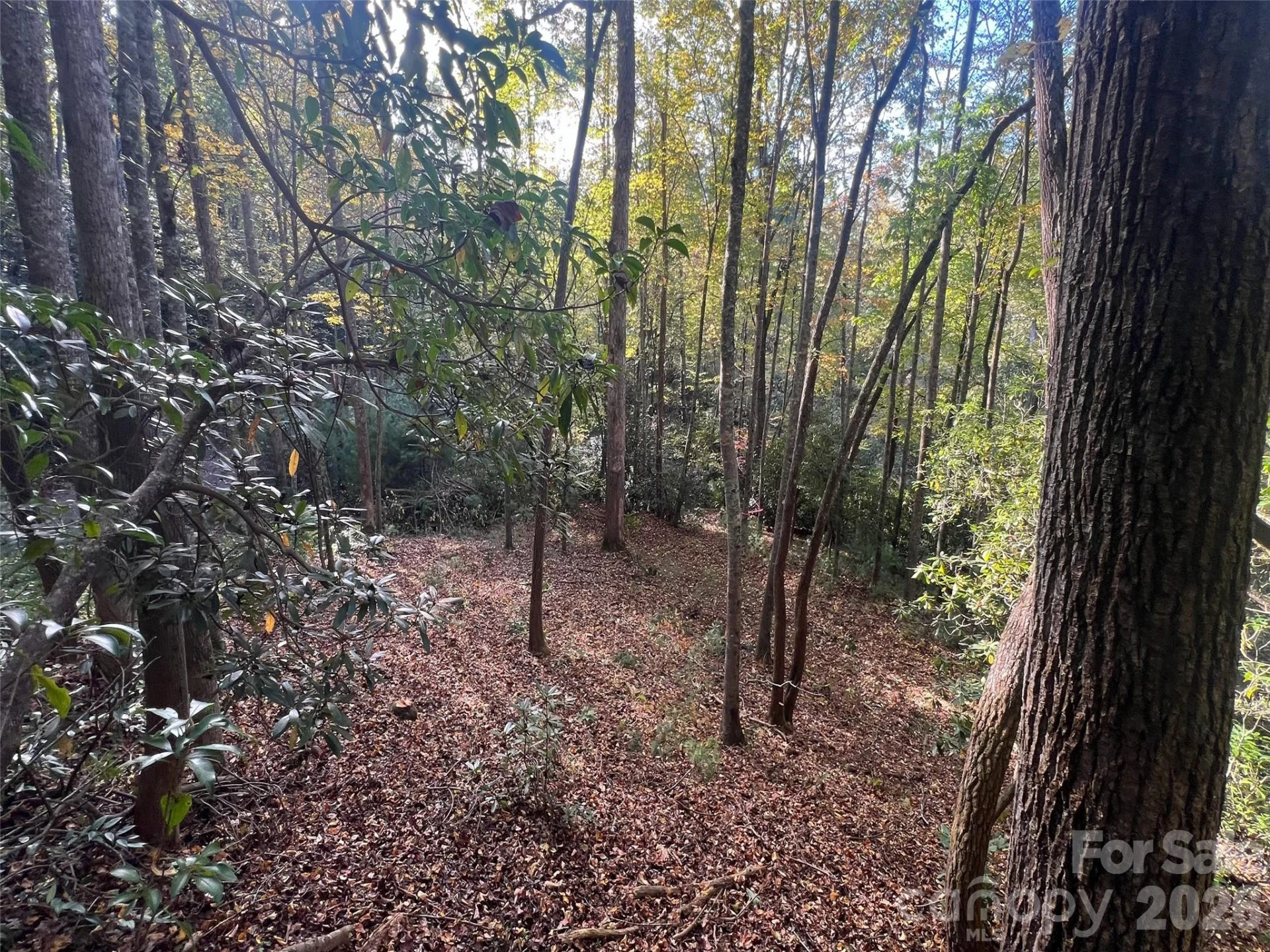 6 Dividing Ridge Trail #01 - Photo 4
