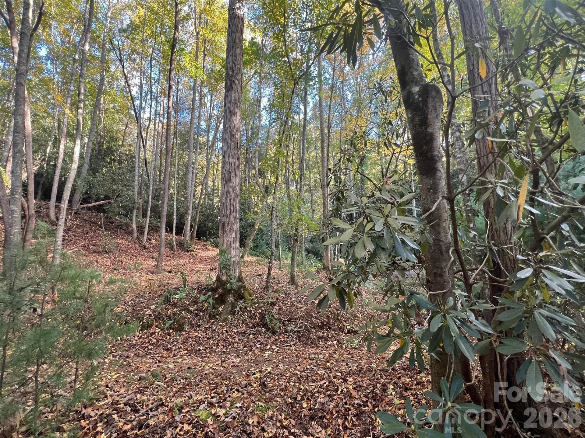 6 Dividing Ridge Trail #01 - Photo 5