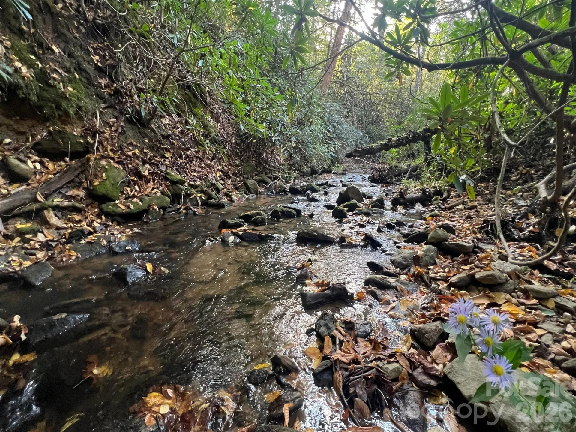 6 Dividing Ridge Trail #01 - Photo 7
