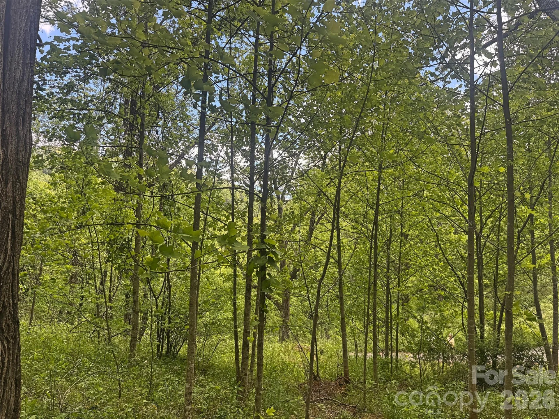 V/L Wolf Crossing - Photo 11