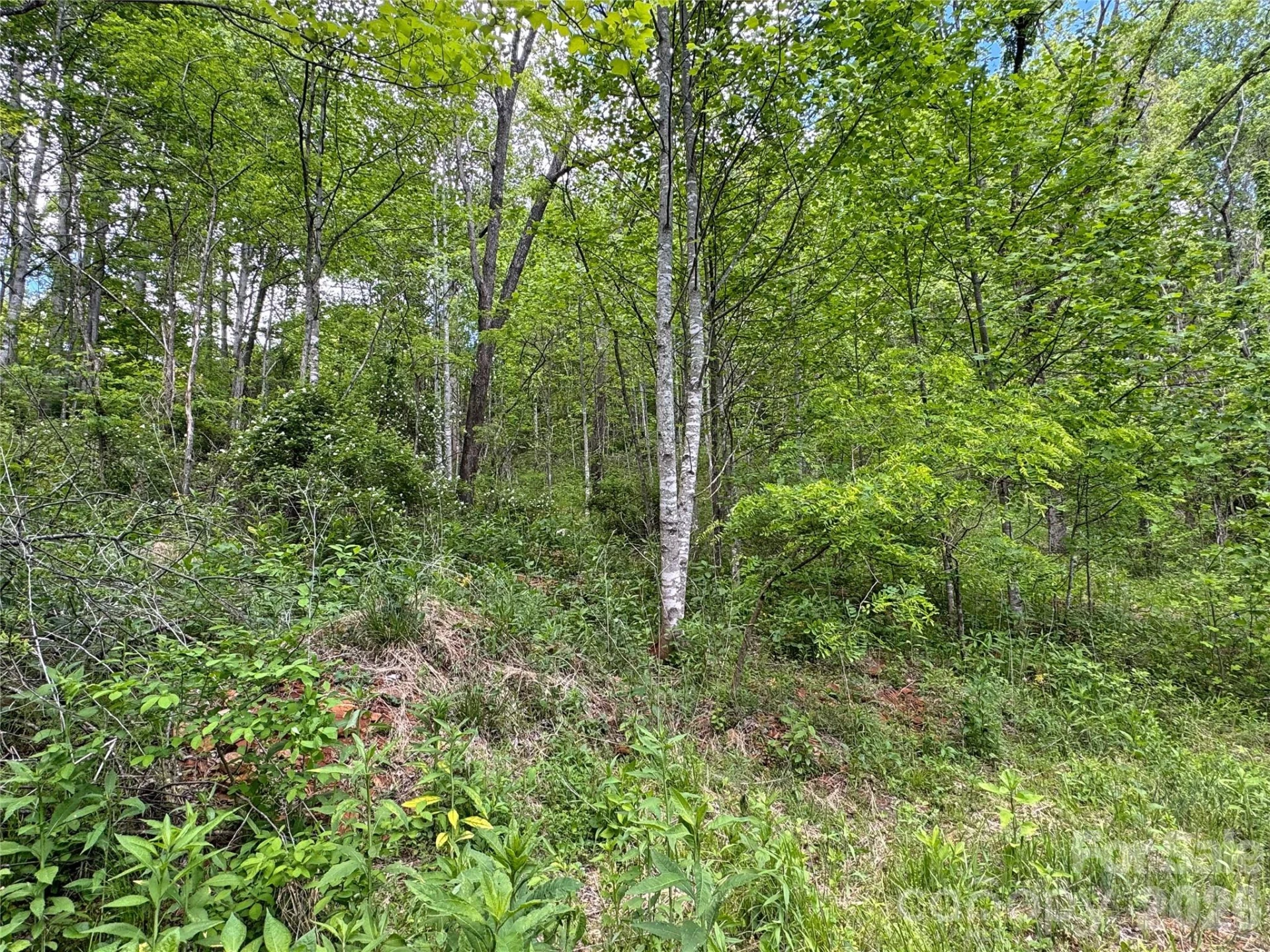 V/L Wolf Crossing - Photo 15
