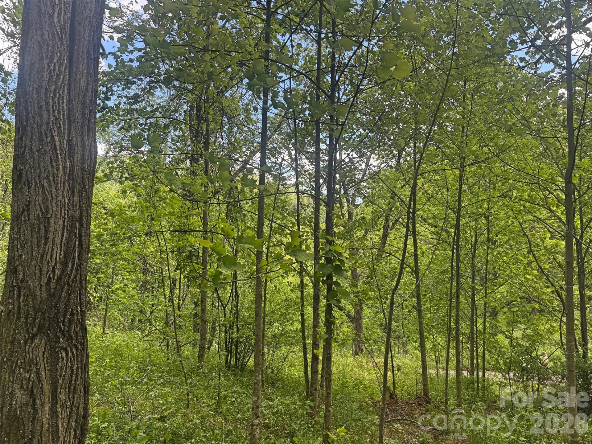 V/L Wolf Crossing - Photo 5