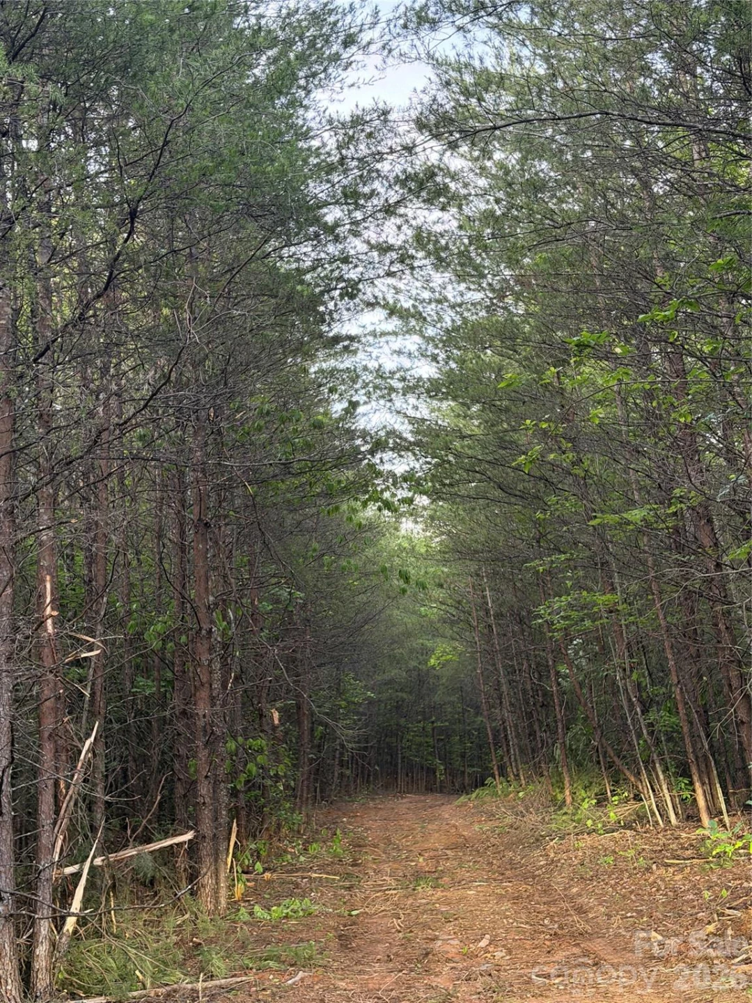 Tract 5 Hill Road - Photo 7